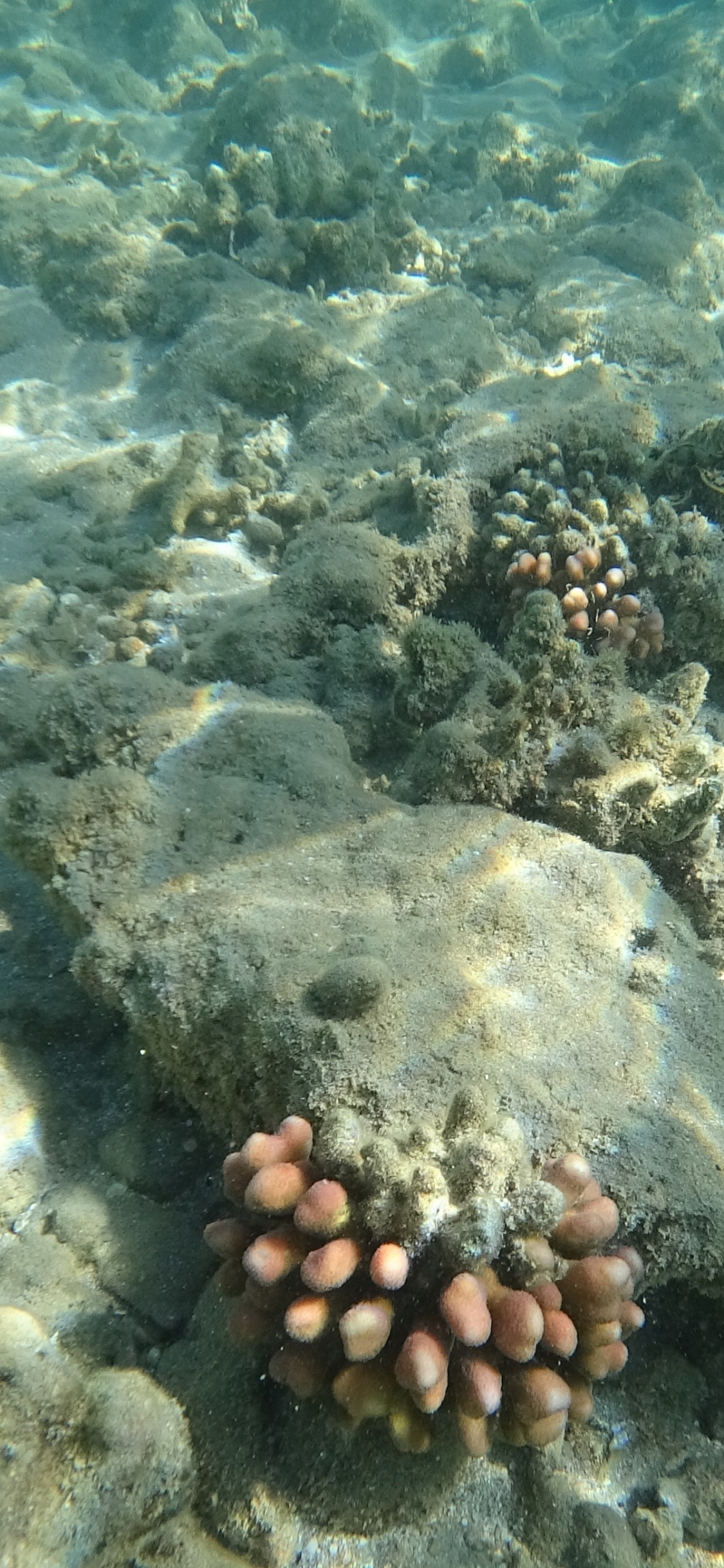 Mer, le Récif de Corail, Écosystème, Biologie Marine, Les Invertébrés Marins. Wallpaper in 1125x2436 Resolution