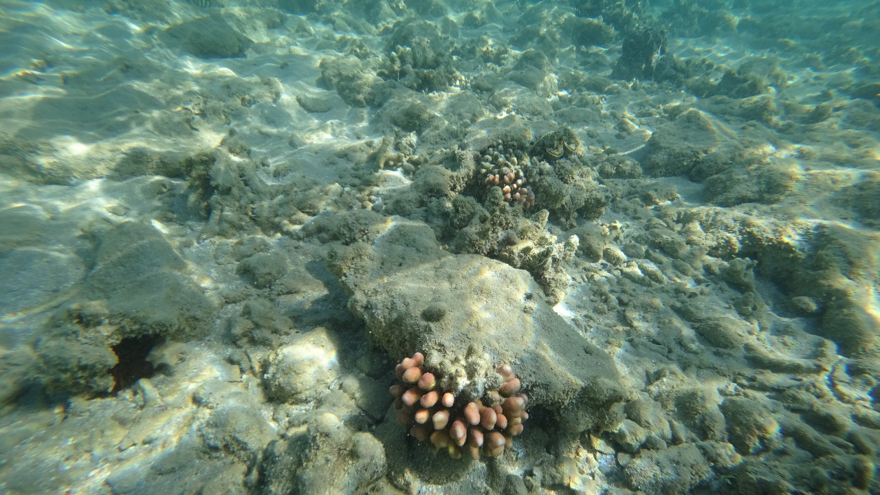 Mer, le Récif de Corail, Écosystème, Biologie Marine, Les Invertébrés Marins. Wallpaper in 1280x720 Resolution