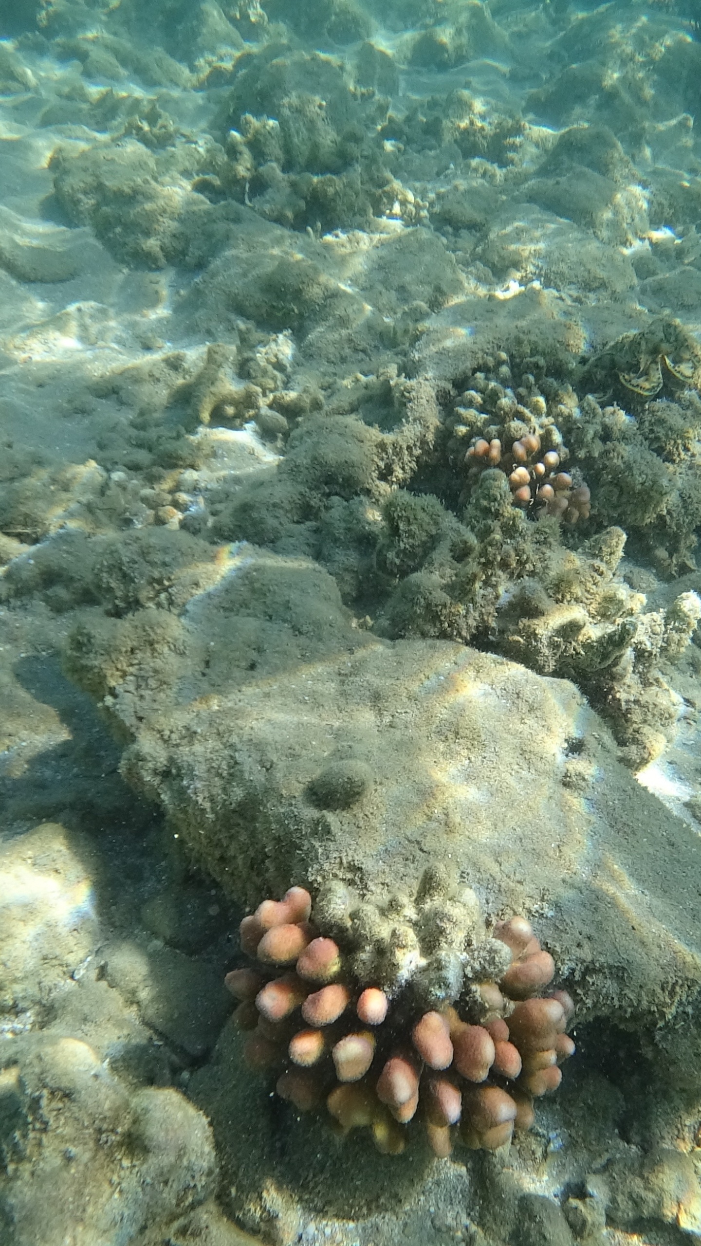 Mer, le Récif de Corail, Écosystème, Biologie Marine, Les Invertébrés Marins. Wallpaper in 1440x2560 Resolution