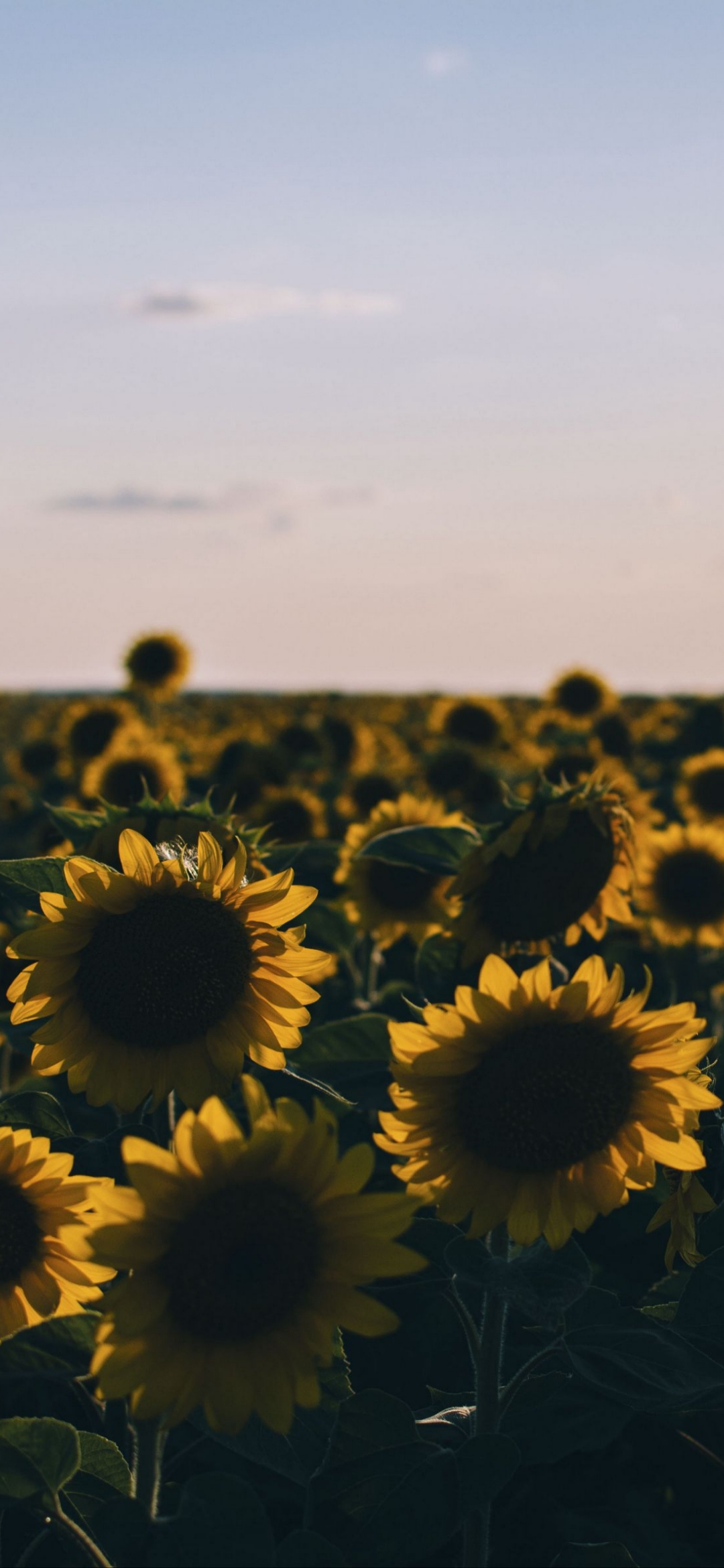 Fondos de Pantalla Pétalo, la Botánica, la Luz Del Sol, Girasol, Imágenes y  Fotos Gratis