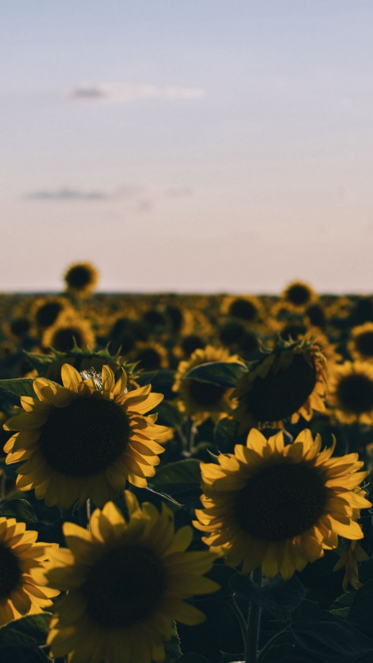 Pétalo, la Botánica, la Luz Del Sol, Girasol. Wallpaper in 750x1334 Resolution
