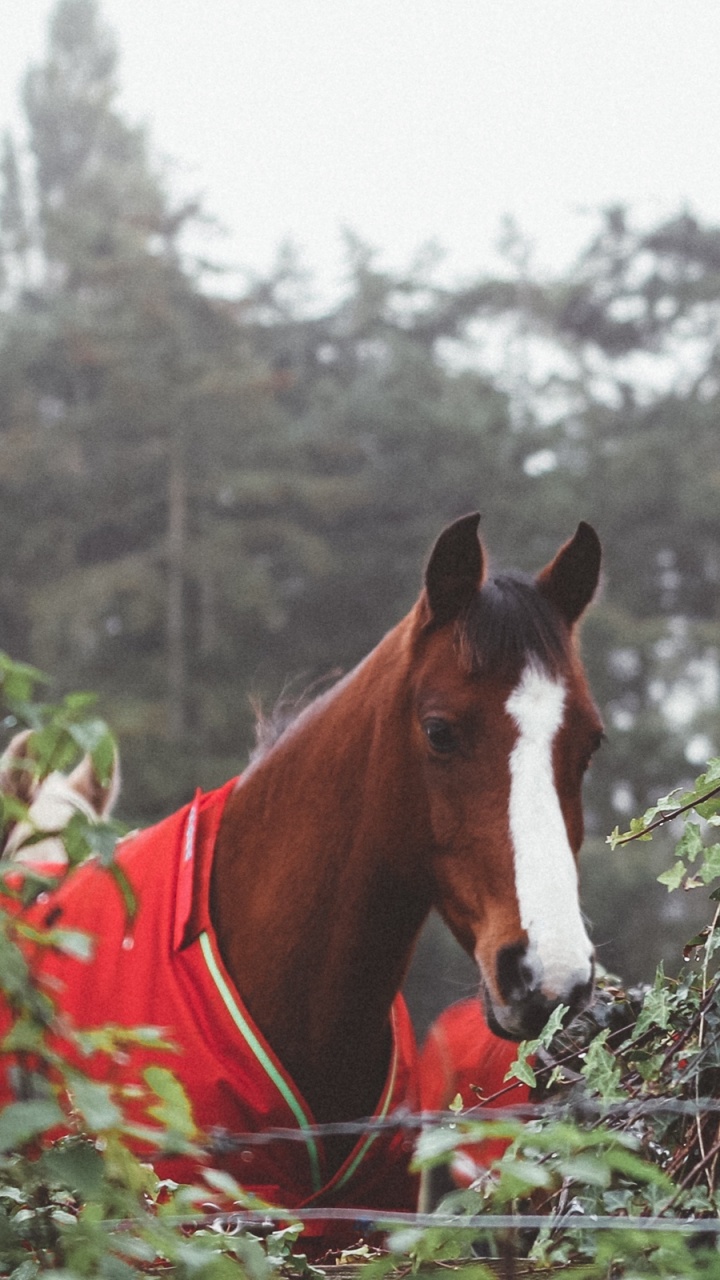 Caballo Marrón y Blanco en el Campo de Hierba Verde Durante el Día. Wallpaper in 720x1280 Resolution