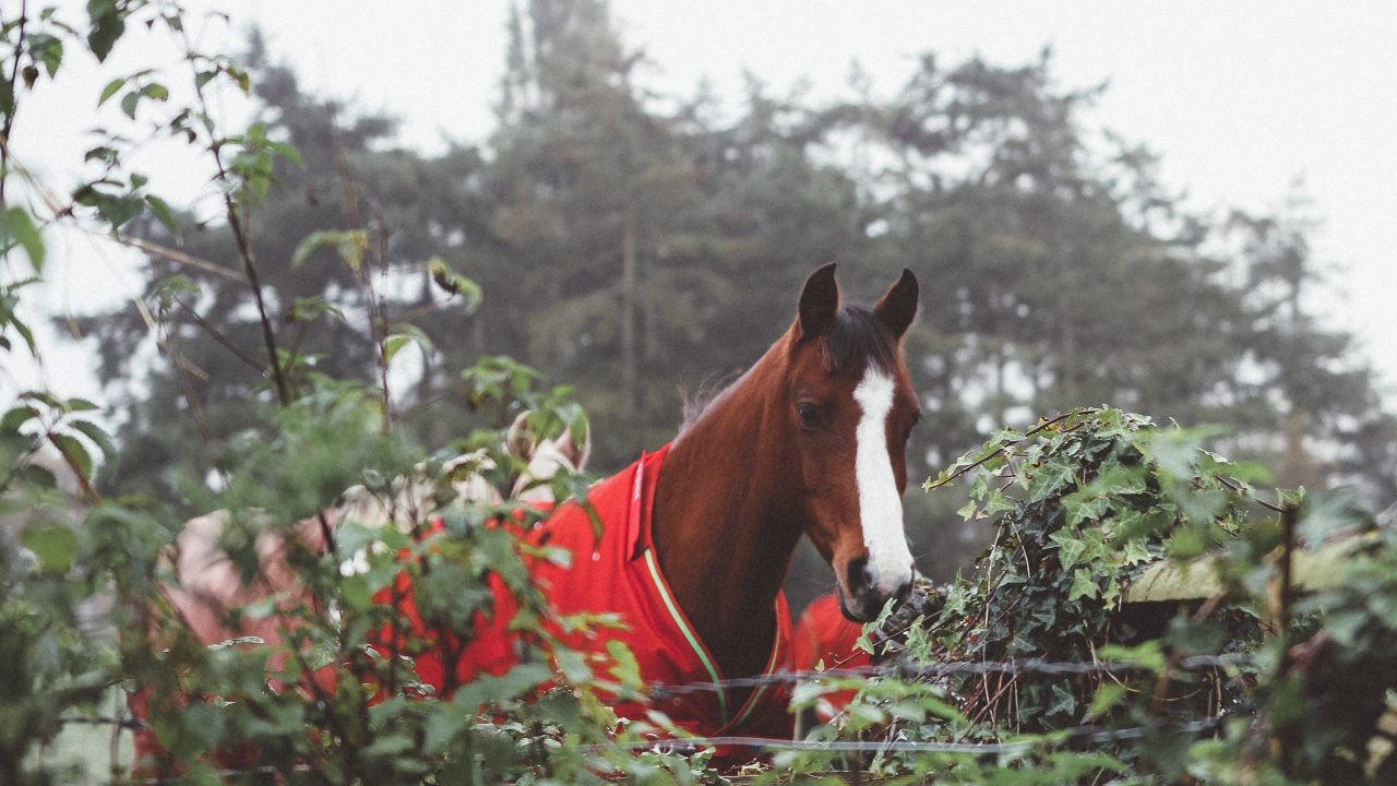 Brown and White Horse on Green Grass Field During Daytime. Wallpaper in 1280x720 Resolution