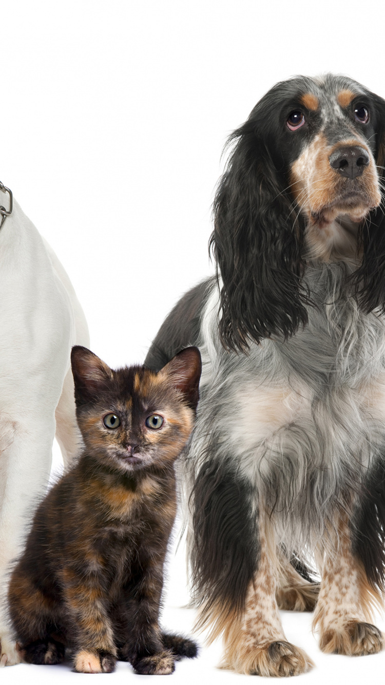 Schwarz-weißer Kurzhaariger Hund Neben Weißem Und Braunem Kurzhaarigem Hund. Wallpaper in 750x1334 Resolution