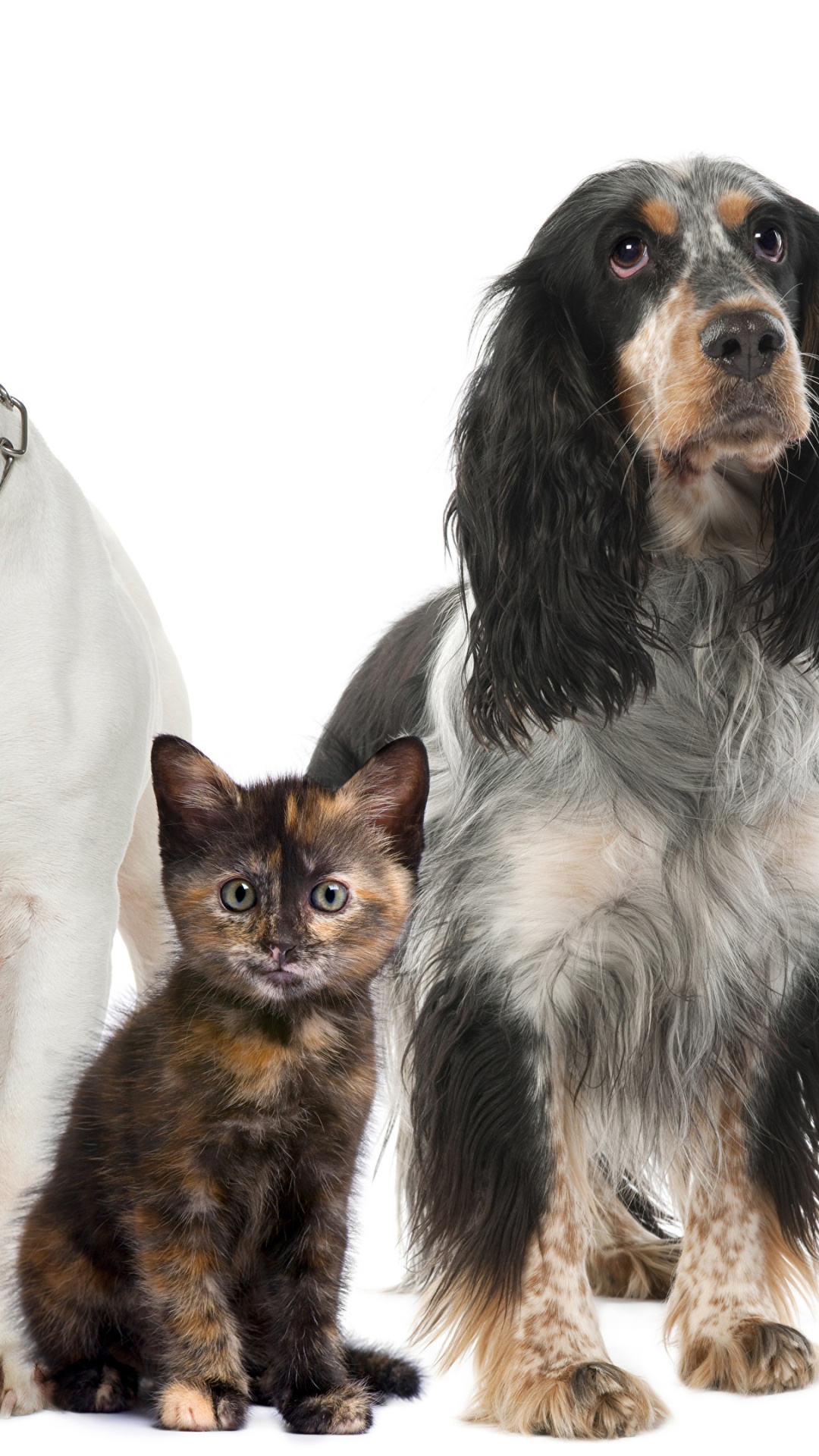 Black and White Short Coated Dog Beside White and Brown Short Coated Dog. Wallpaper in 1080x1920 Resolution