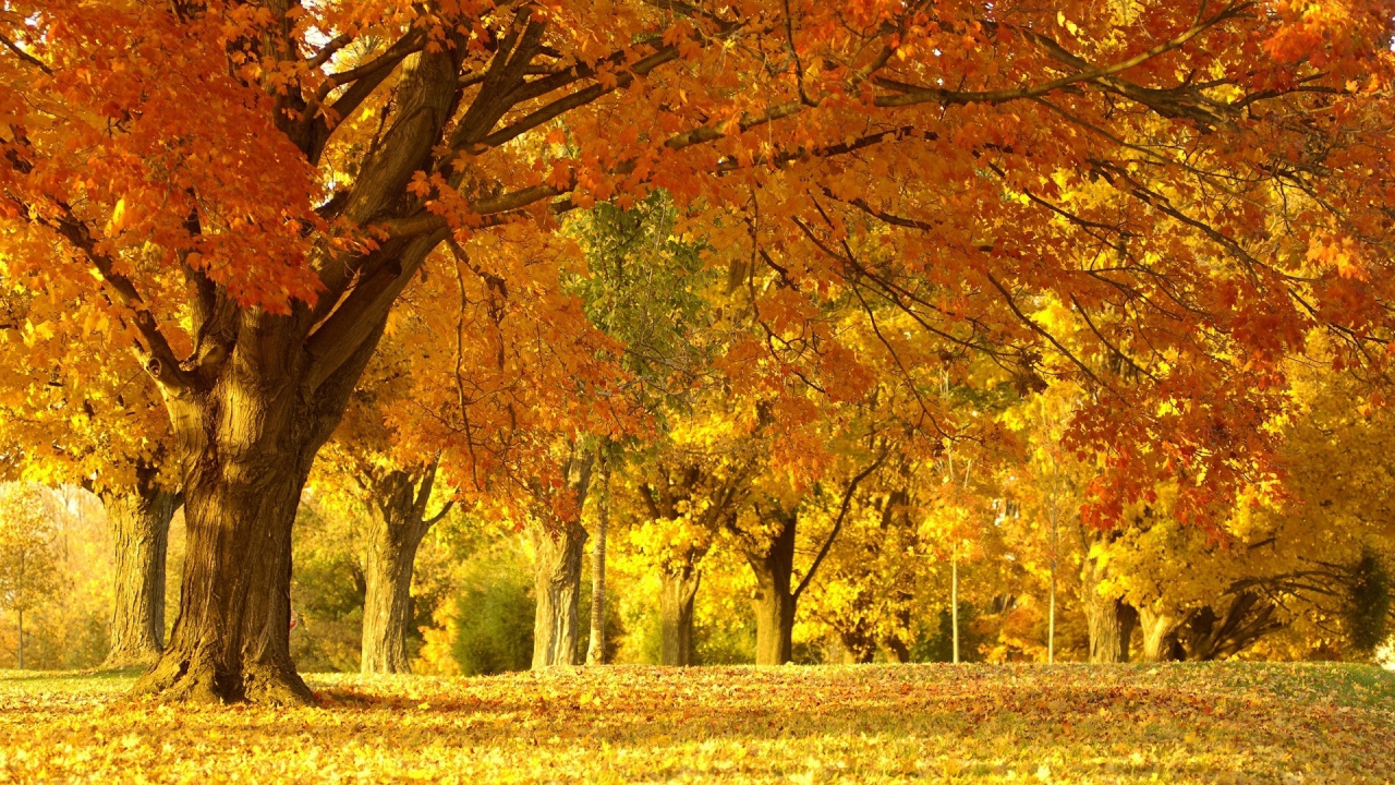 Brown and Yellow Trees on Green Grass Field During Daytime. Wallpaper in 1280x720 Resolution