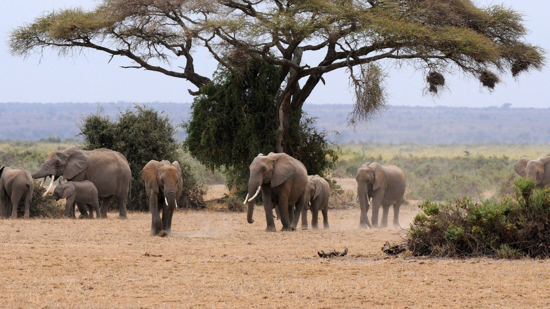 Groupe D'éléphants Marchant Sur un Champ Brun Pendant la Journée. Wallpaper in 1920x1080 Resolution