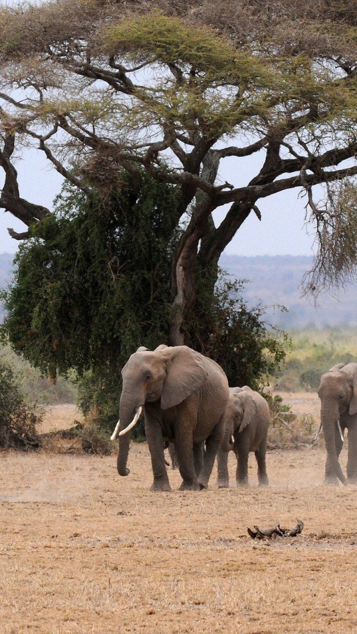 Groupe D'éléphants Marchant Sur un Champ Brun Pendant la Journée. Wallpaper in 720x1280 Resolution