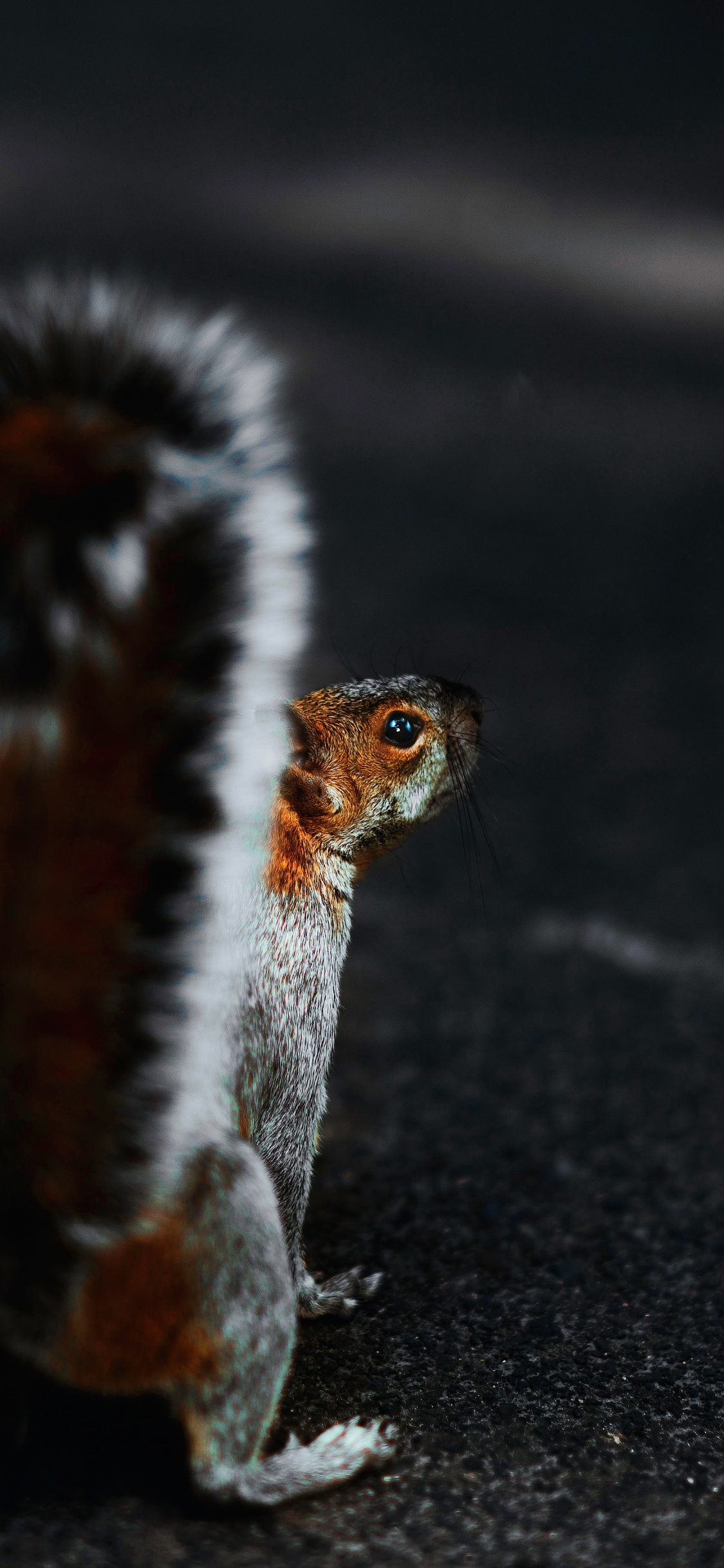 Animal Blanco y Negro Sobre Arena Negra. Wallpaper in 1125x2436 Resolution