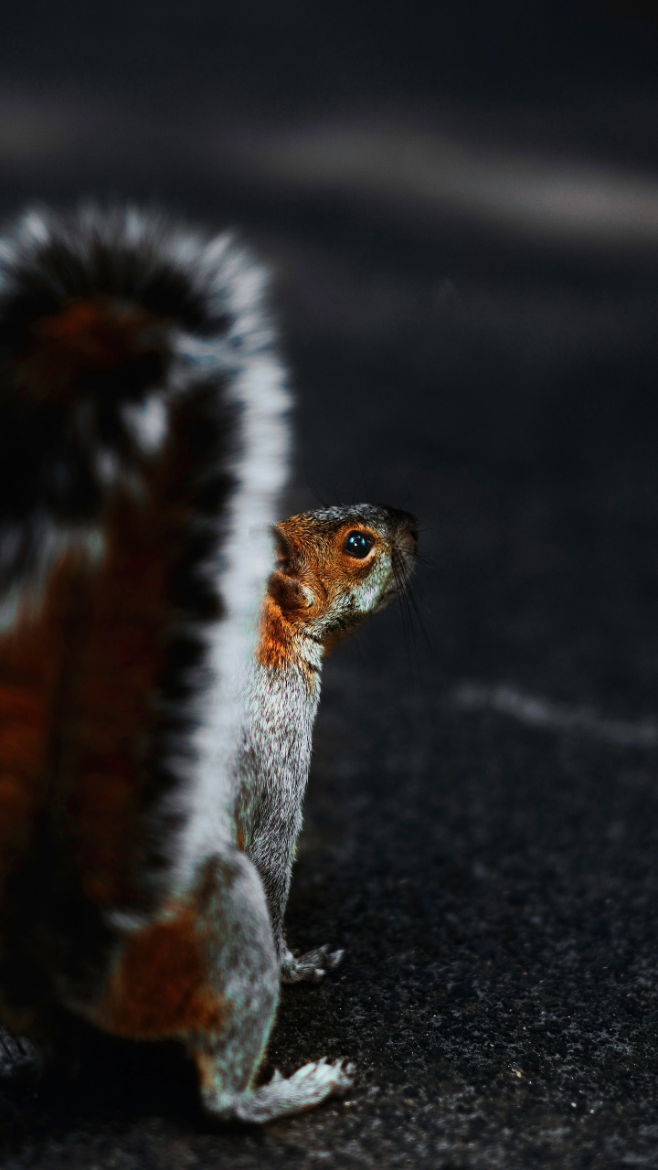 Animal Noir et Blanc Sur le Sable Noir. Wallpaper in 720x1280 Resolution