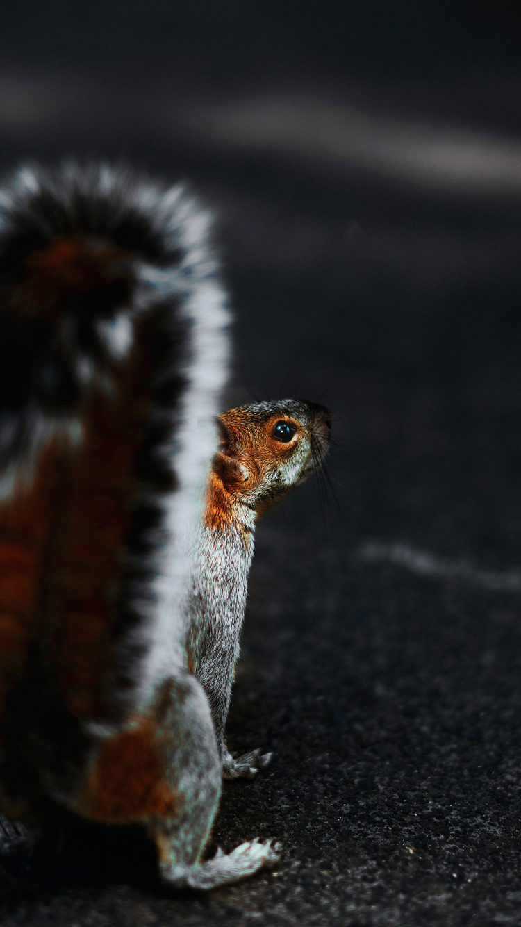 Animal Noir et Blanc Sur le Sable Noir. Wallpaper in 750x1334 Resolution