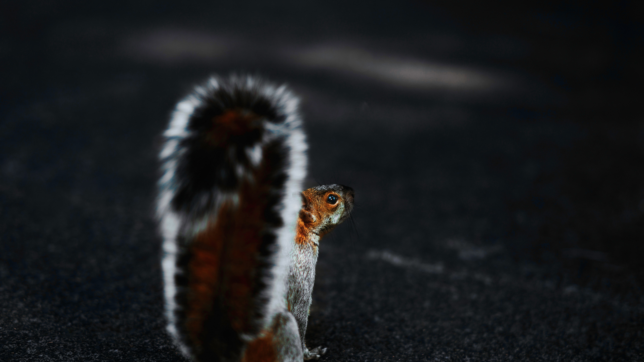 野生动物, 皮毛, 尾巴, 关闭了, 昆虫 壁纸 2560x1440 允许