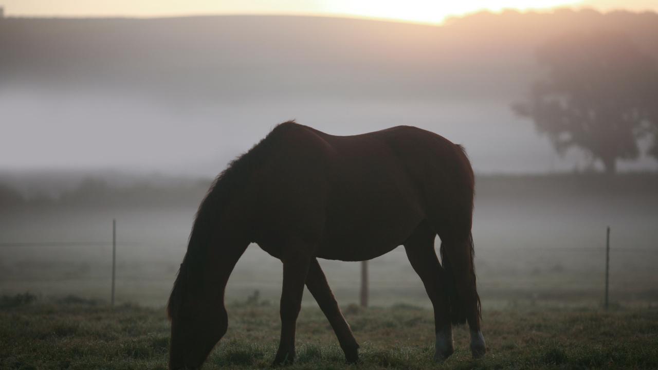 Cheval Brun Sur Terrain D'herbe Verte Pendant la Journée. Wallpaper in 1280x720 Resolution