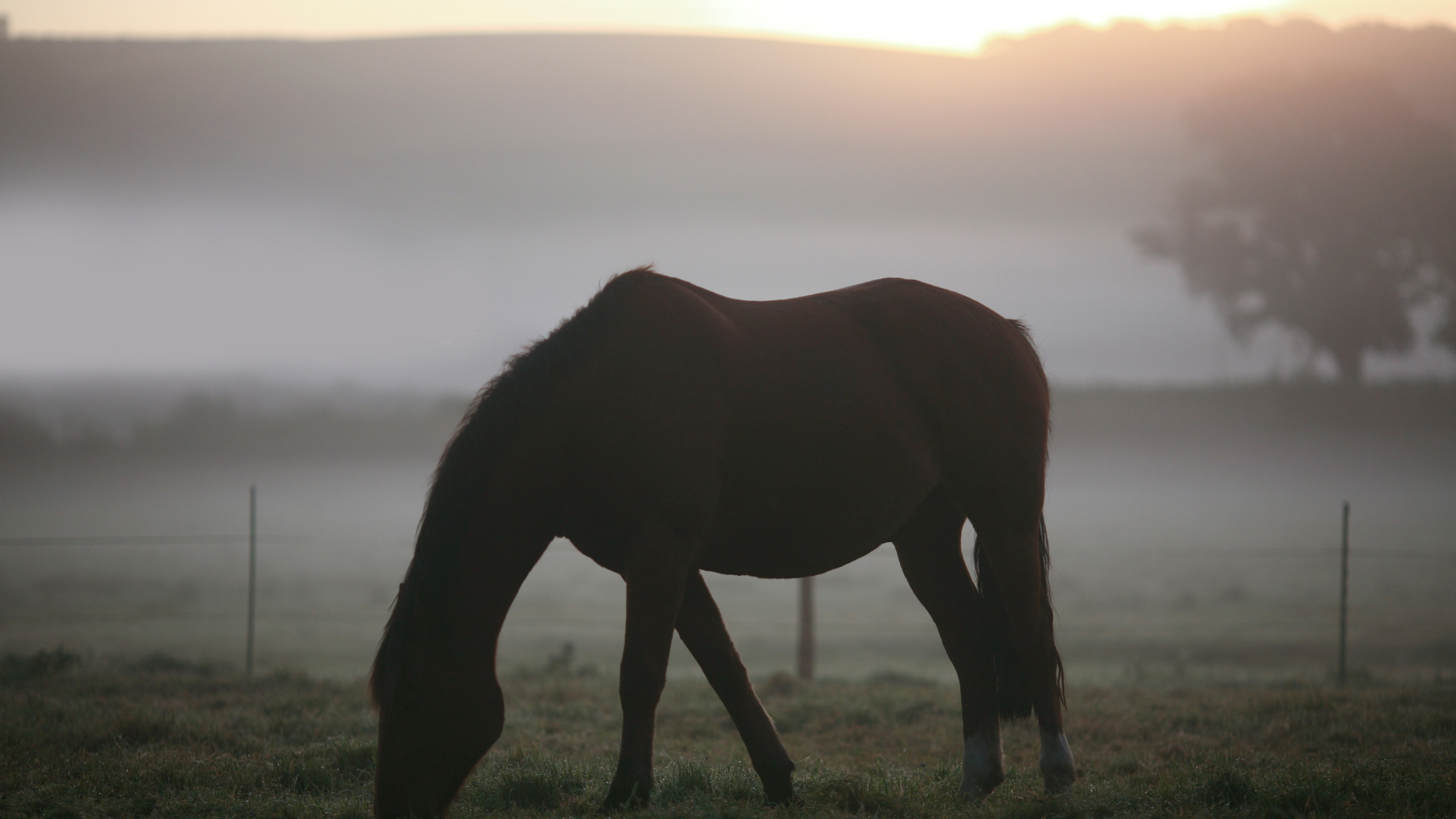 Brown Horse on Green Grass Field During Daytime. Wallpaper in 2560x1440 Resolution