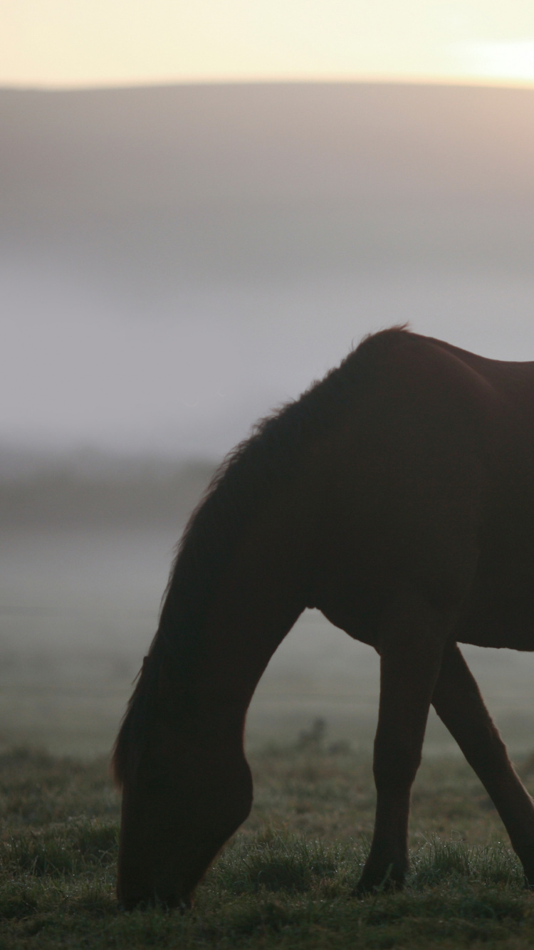 Brown Horse on Green Grass Field During Daytime. Wallpaper in 750x1334 Resolution