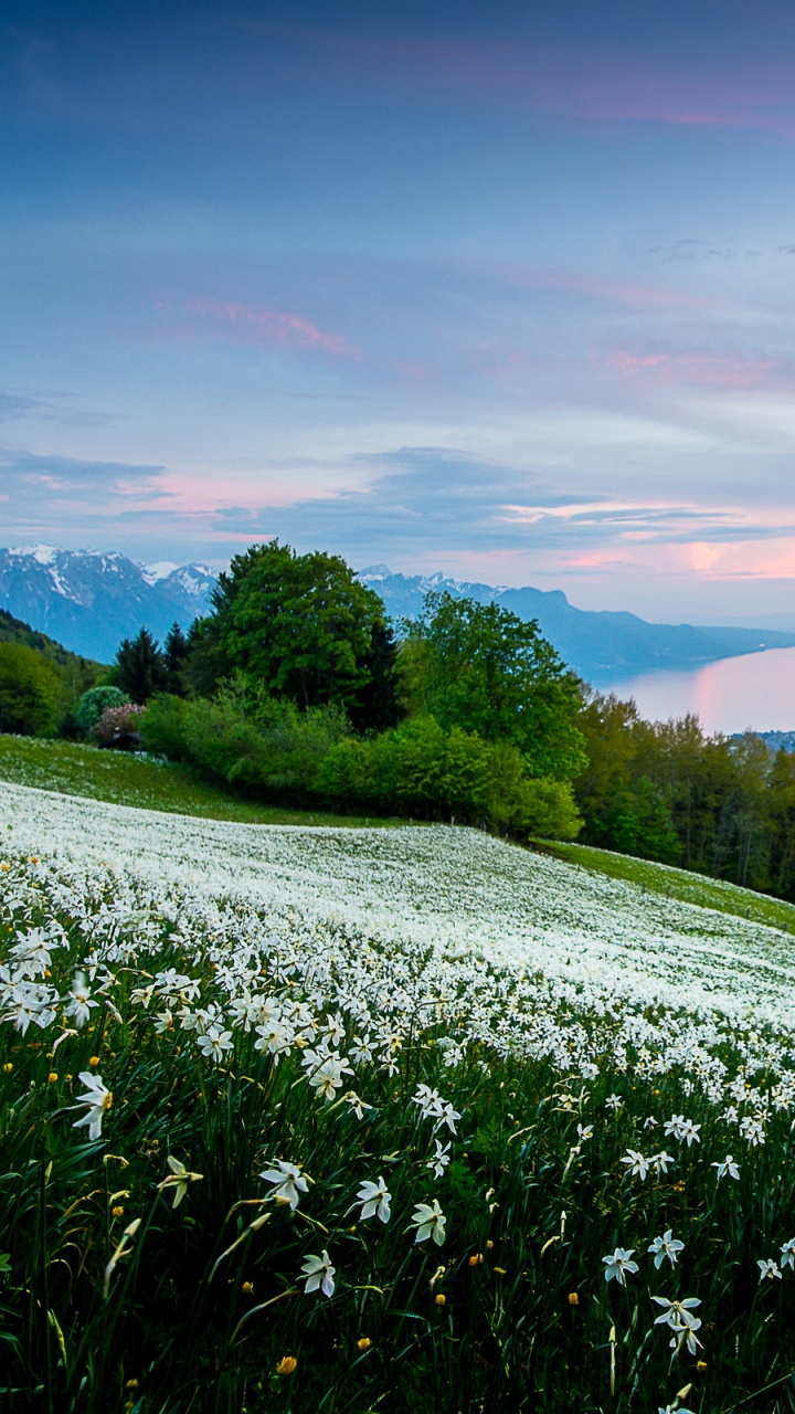 Campo de Hierba Verde Bajo el Cielo Nublado Durante el Día. Wallpaper in 720x1280 Resolution