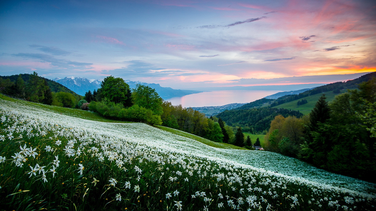 Tagsüber Grüne Wiese Unter Bewölktem Himmel. Wallpaper in 1280x720 Resolution