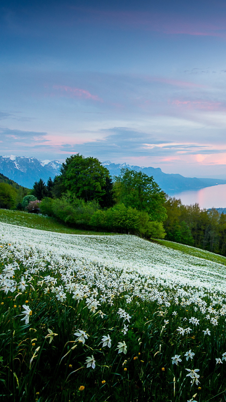 Tagsüber Grüne Wiese Unter Bewölktem Himmel. Wallpaper in 750x1334 Resolution
