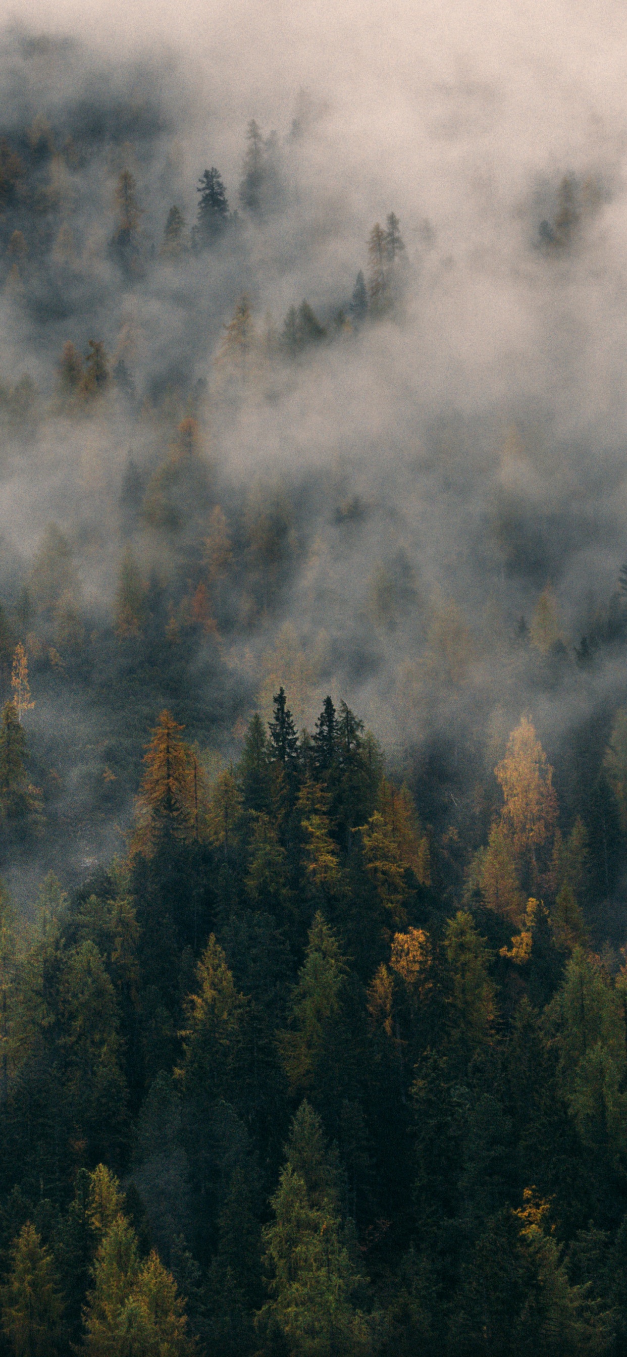 Green Trees on Mountain Covered With Clouds. Wallpaper in 1242x2688 Resolution