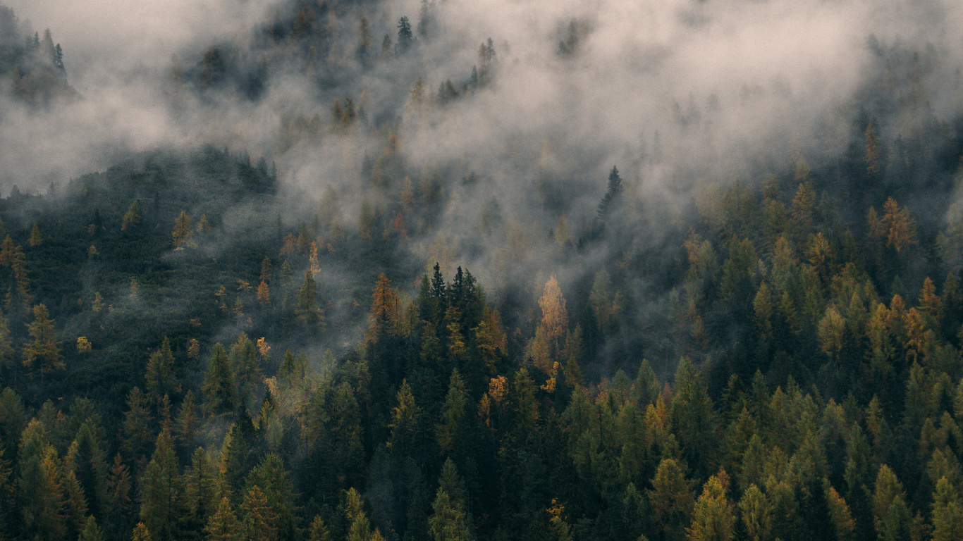 Green Trees on Mountain Covered With Clouds. Wallpaper in 1366x768 Resolution