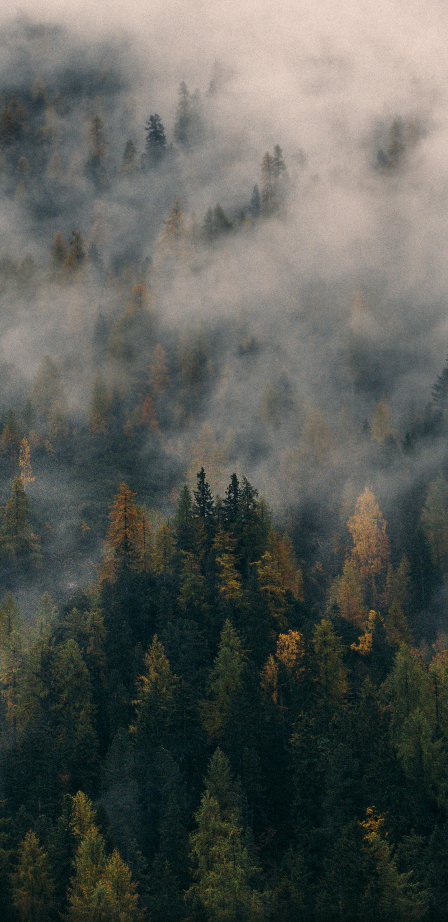 Green Trees on Mountain Covered With Clouds. Wallpaper in 1440x2960 Resolution
