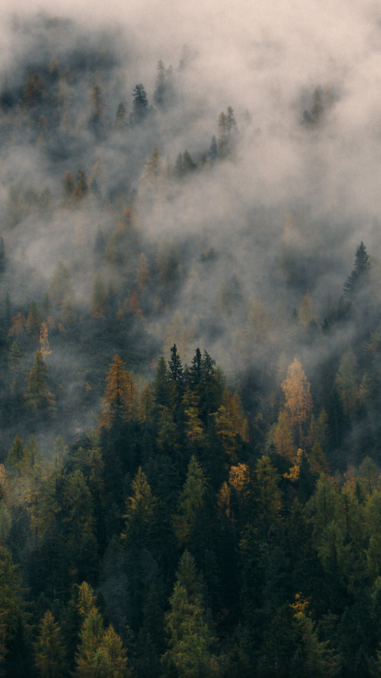 Green Trees on Mountain Covered With Clouds. Wallpaper in 750x1334 Resolution