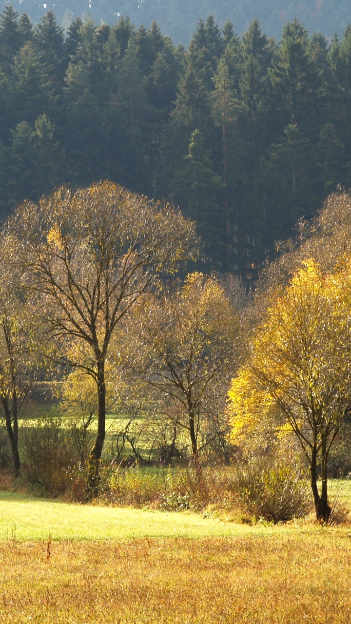 Arbres Verts et Bruns Pendant la Journée. Wallpaper in 720x1280 Resolution
