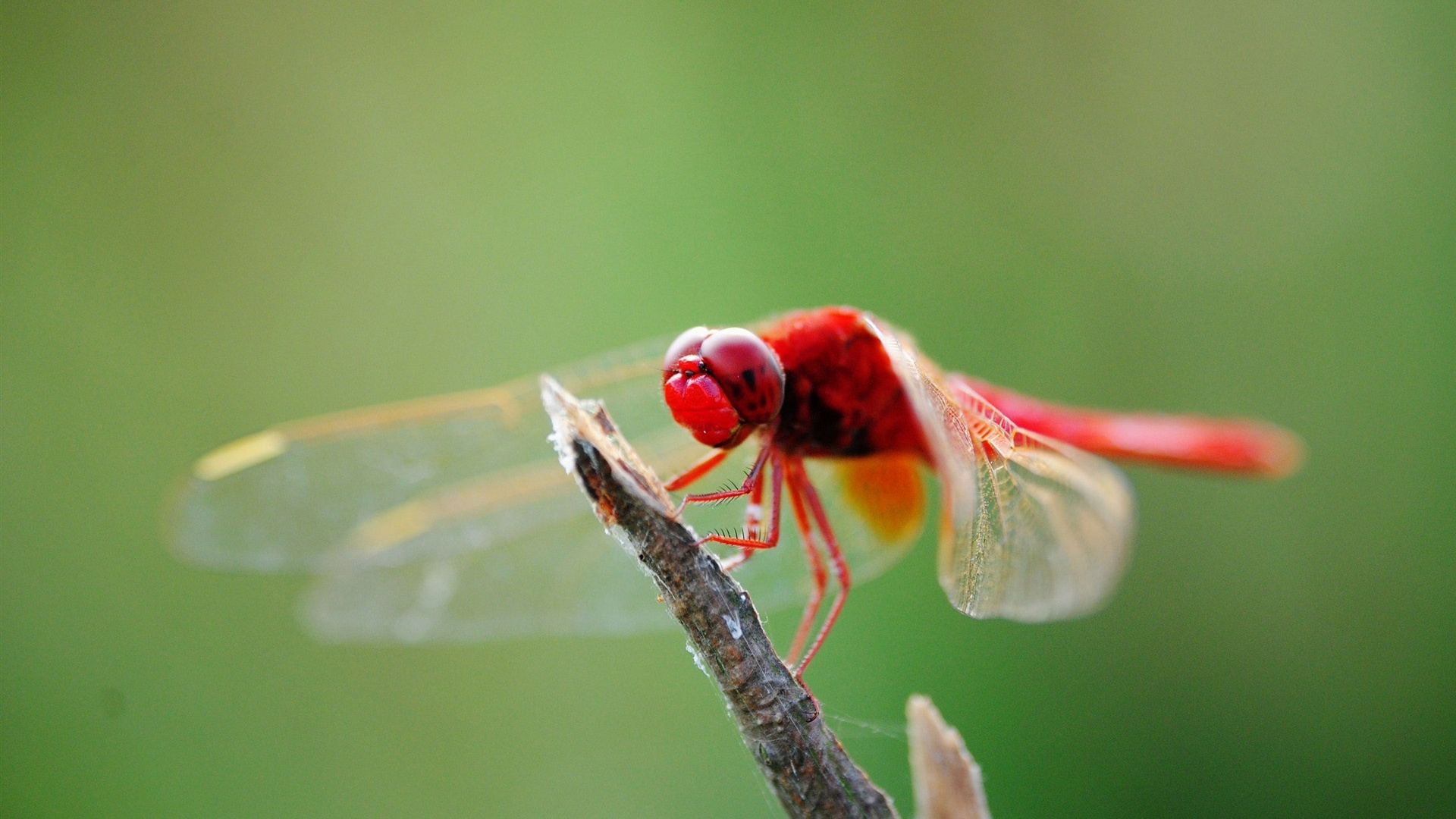 Rote Und Braune Libelle Auf Braunem Stiel in Tilt-Shift-Linse. Wallpaper in 1920x1080 Resolution