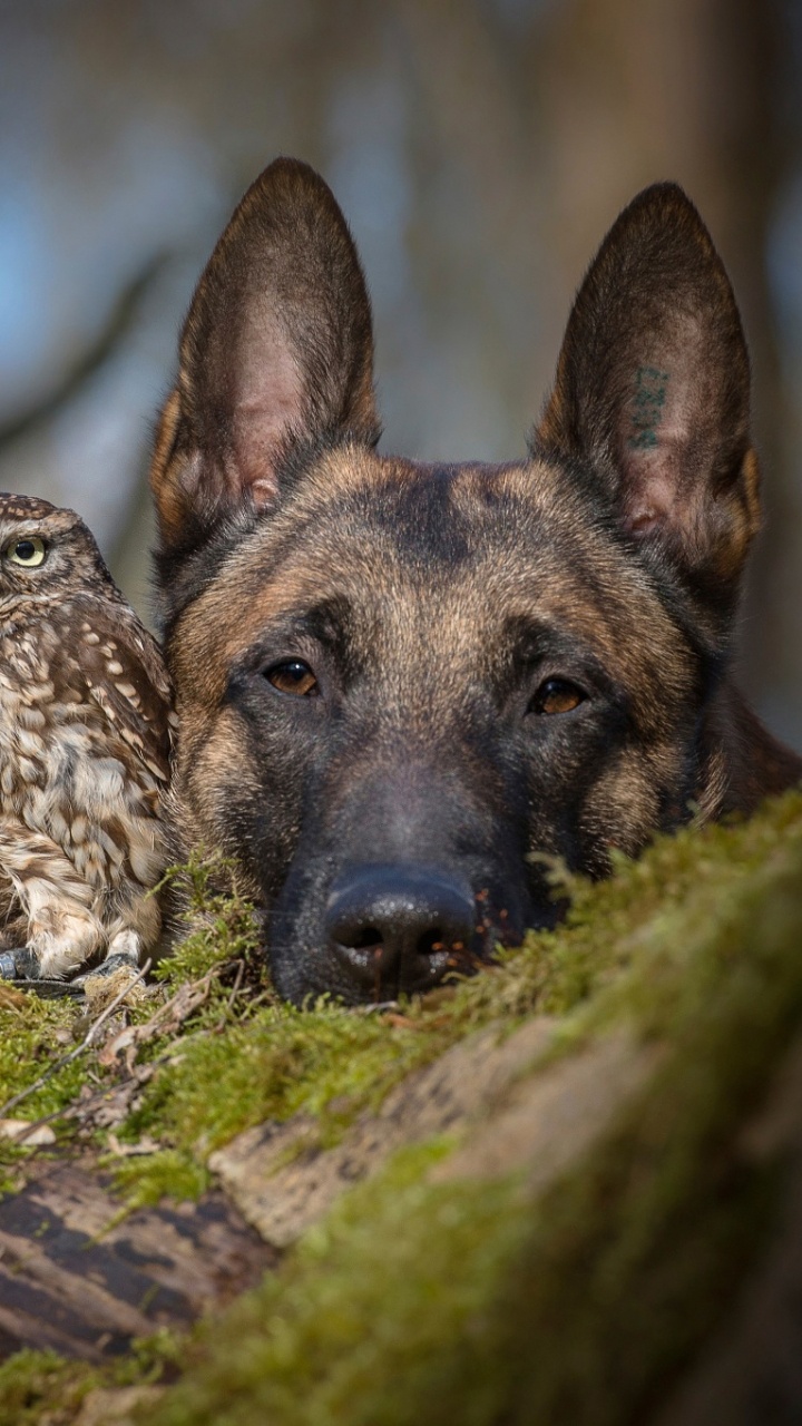 Mélange de Berger Allemand Marron et Noir. Wallpaper in 720x1280 Resolution