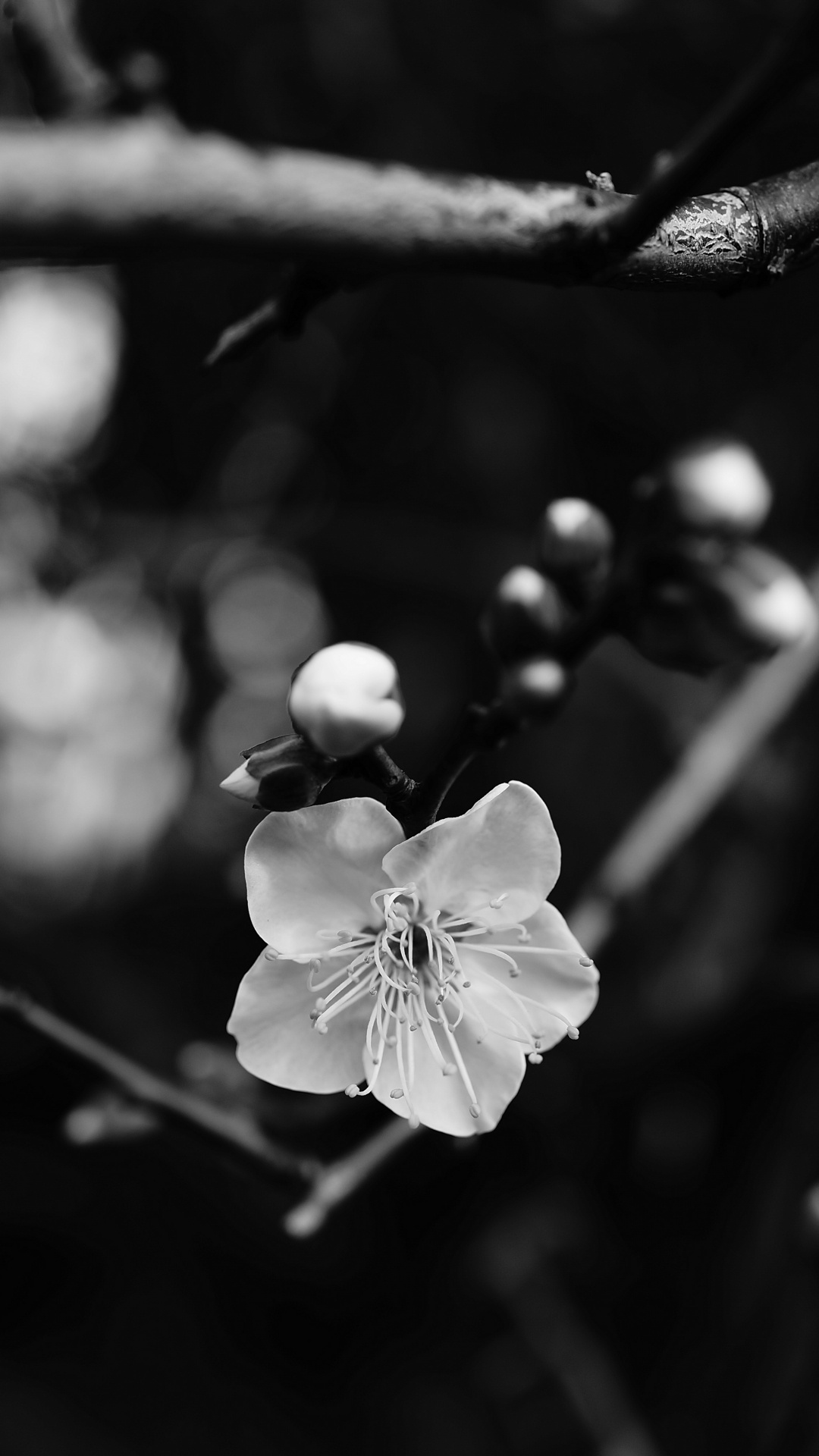 Black and White, Flower, White, Black, Branch. Wallpaper in 1080x1920 Resolution