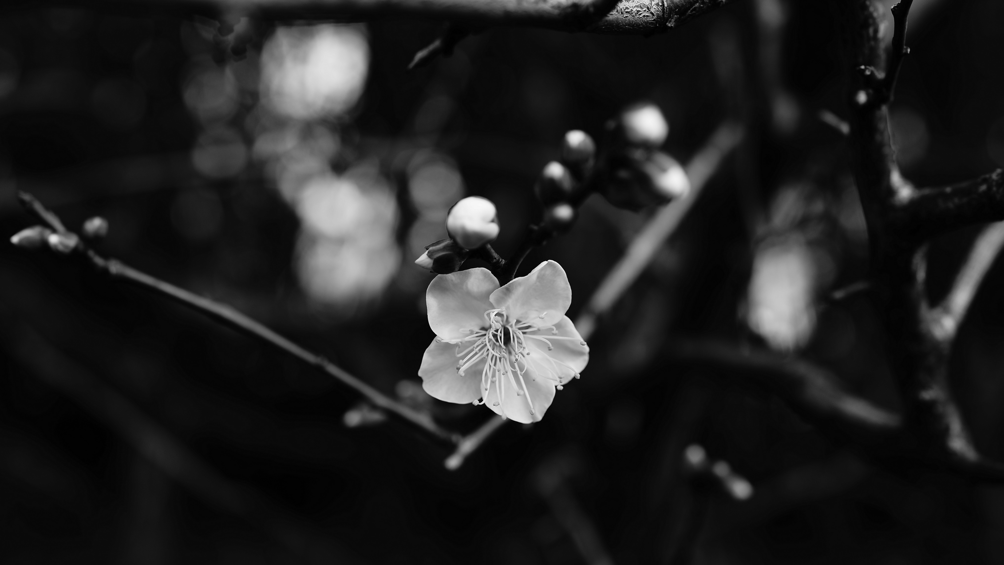 Noir et Blanc, White, Noir, Monochrome, Feuille. Wallpaper in 3840x2160 Resolution