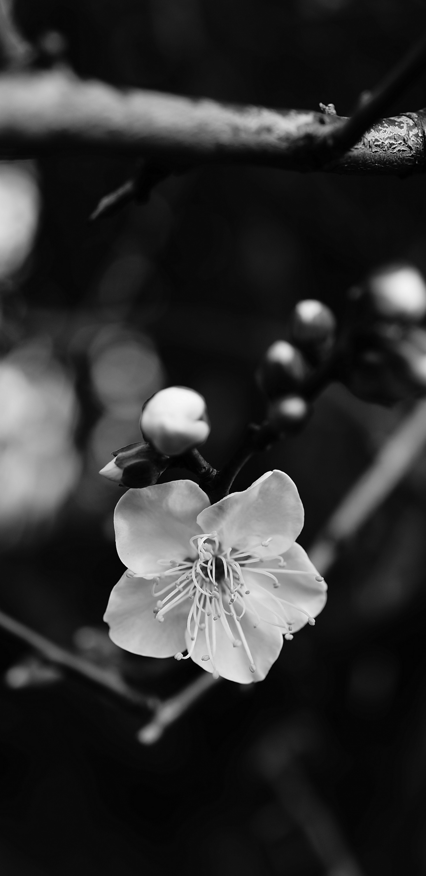 Schwarz Und Weiß, Wei, Schwarz, Branch, Monochrom. Wallpaper in 1440x2960 Resolution