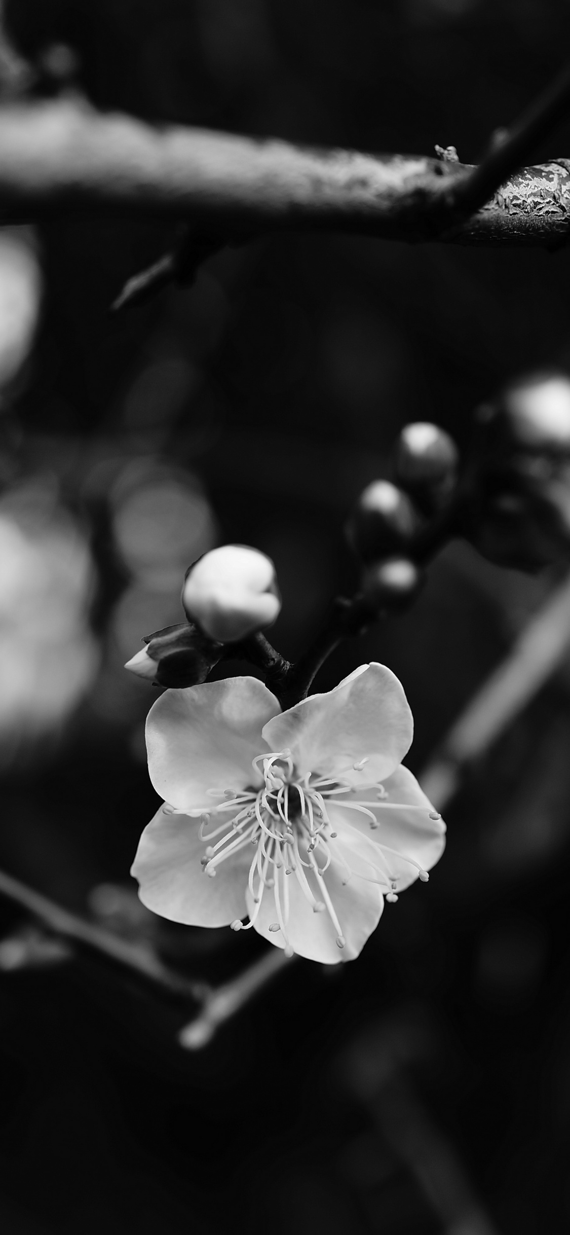 en Blanco y Negro, Blanco, Negro, Sucursal, Monocromo. Wallpaper in 1125x2436 Resolution