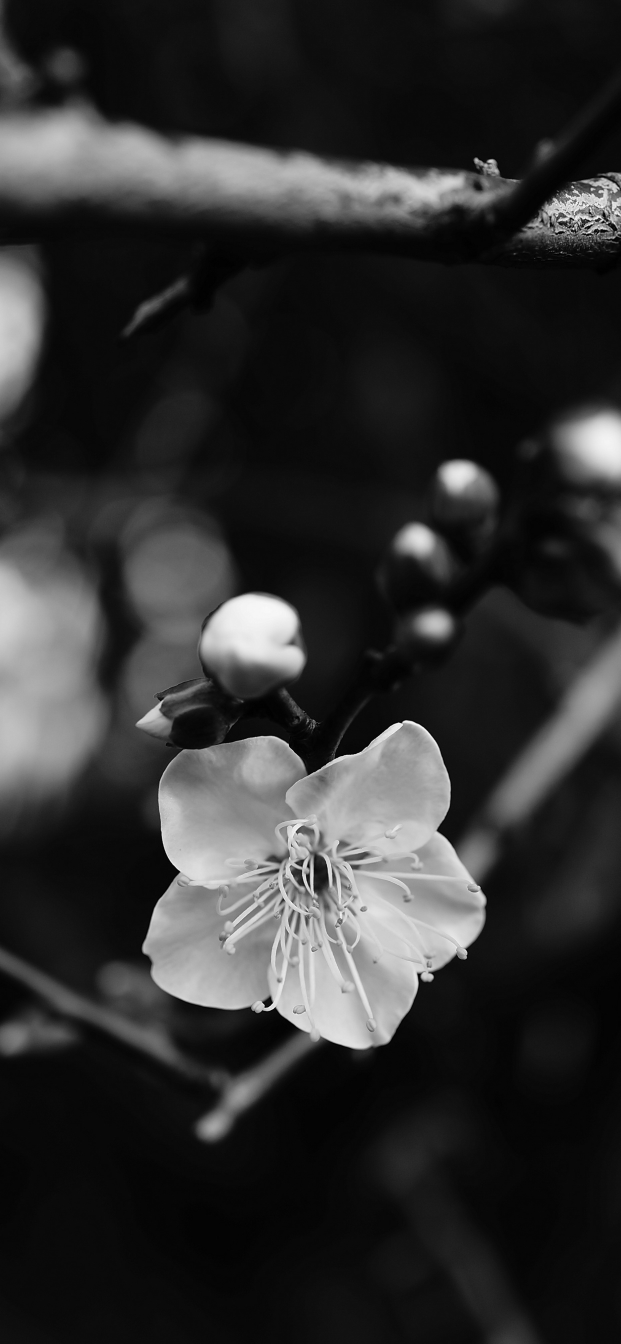 en Blanco y Negro, Blanco, Negro, Sucursal, Monocromo. Wallpaper in 1242x2688 Resolution