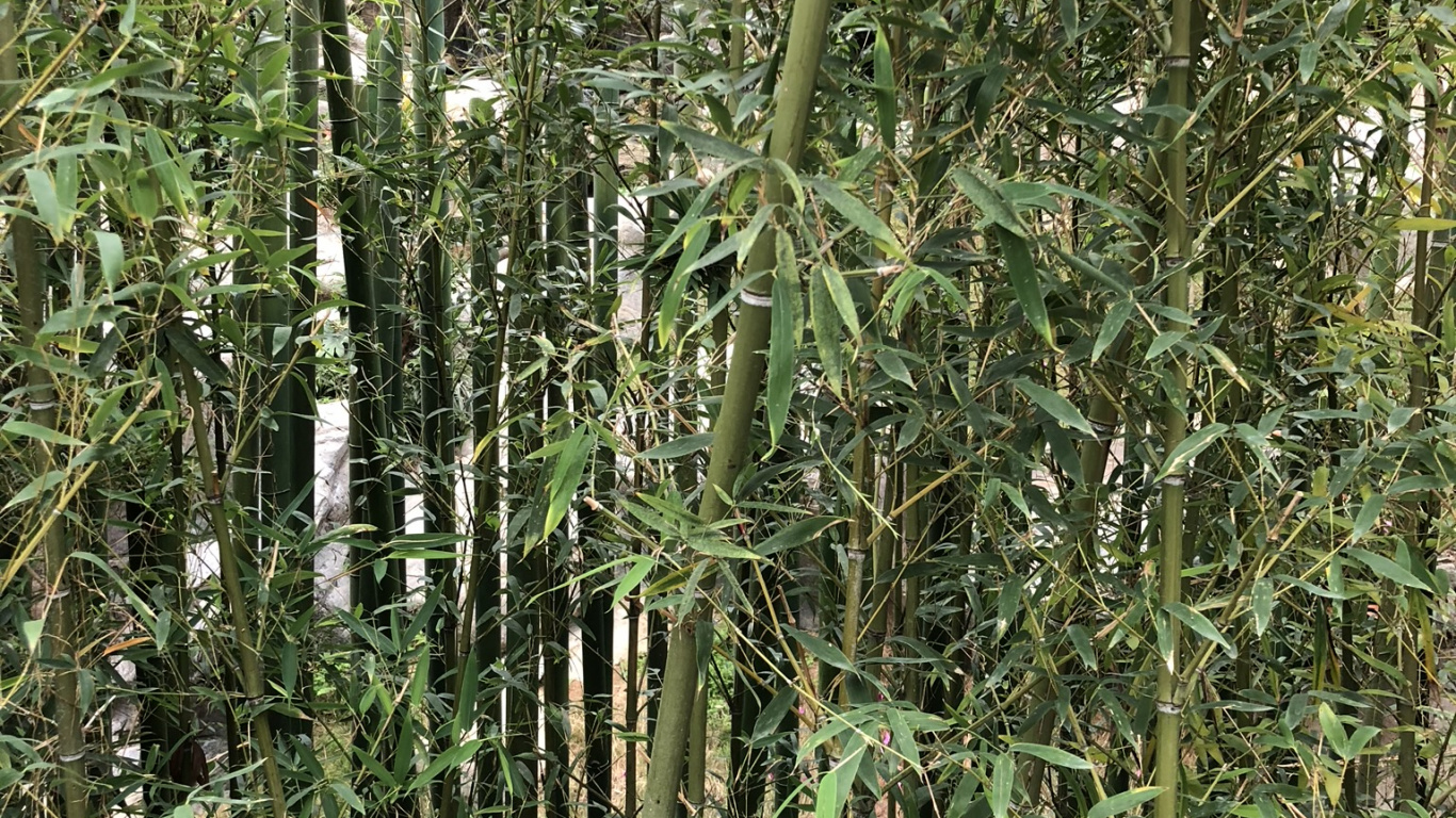 Vegetation, Ecosystem, Grasses, Shrubland, Biology. Wallpaper in 1366x768 Resolution