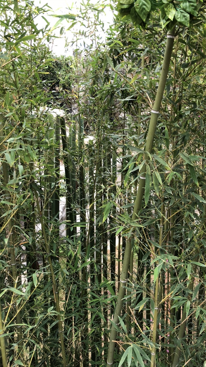 Vegetation, Ökosystem, Heideflächen, Biologie, Wissenschaft. Wallpaper in 720x1280 Resolution