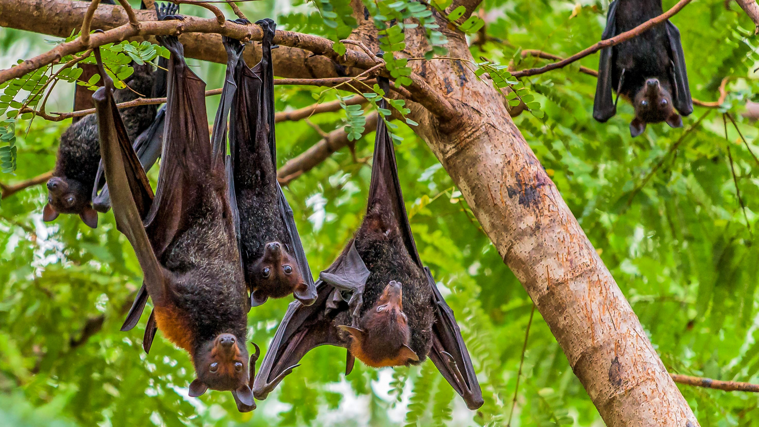 Black and Brown Bird on Brown Tree Branch During Daytime. Wallpaper in 2560x1440 Resolution