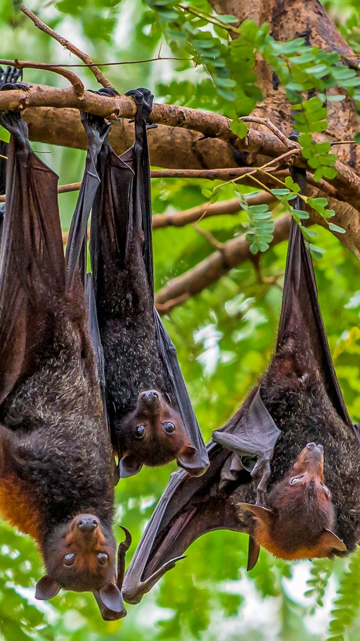 Pájaro Negro y Marrón en la Rama de un Árbol Marrón Durante el Día. Wallpaper in 720x1280 Resolution