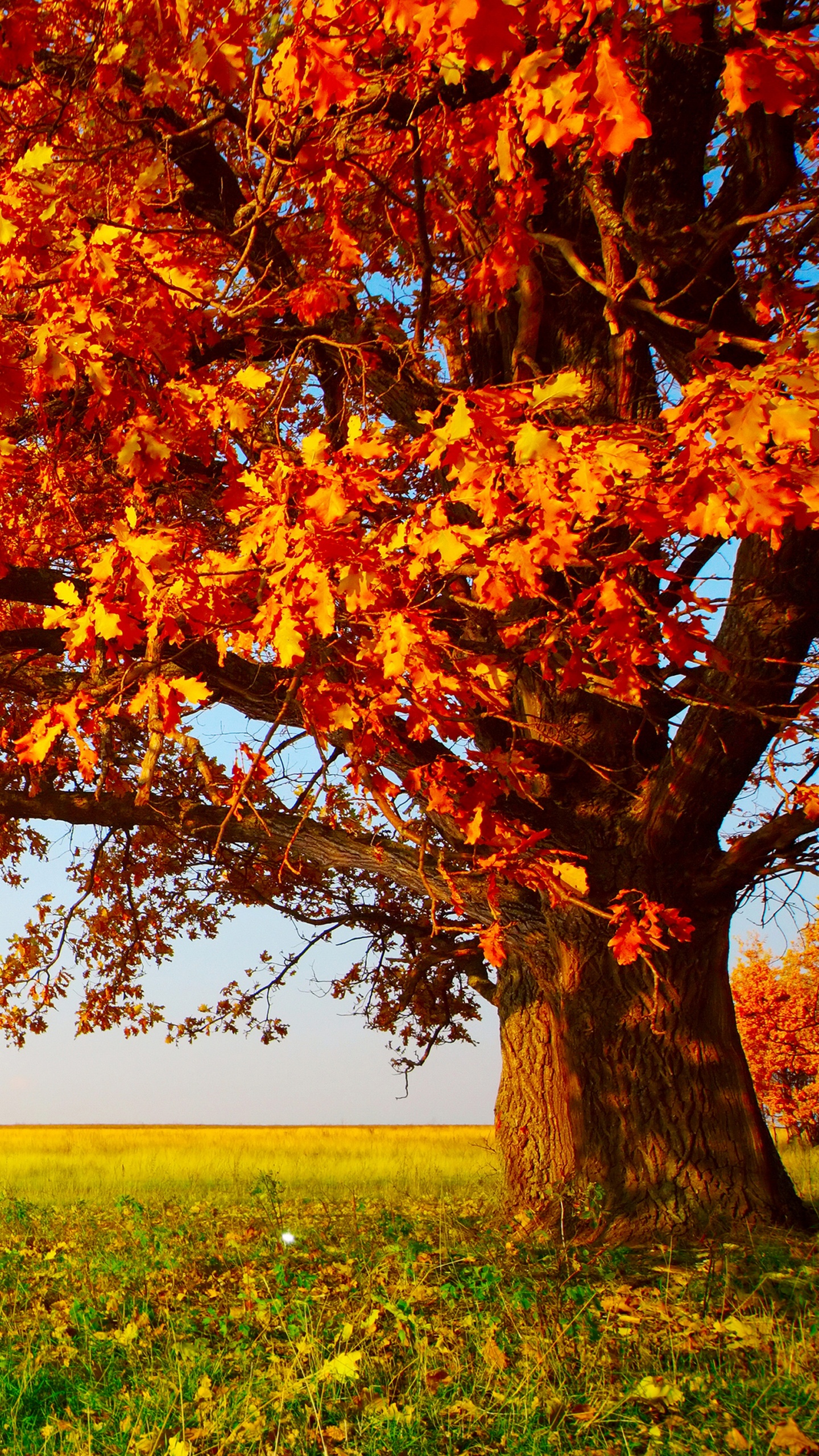 Arbre Brun Sur Terrain D'herbe Verte Pendant la Journée. Wallpaper in 1440x2560 Resolution
