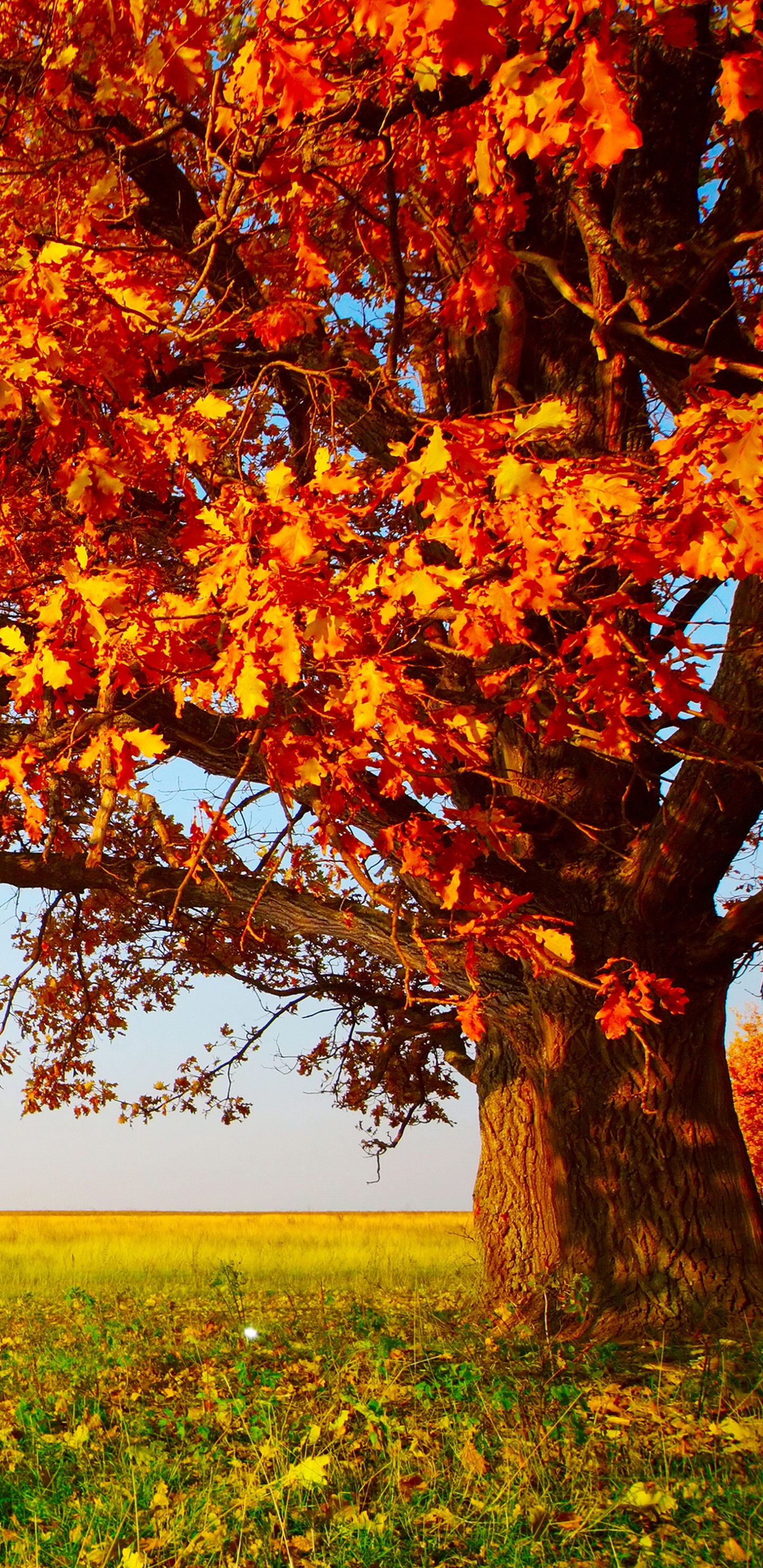 Brauner Baum Auf Grüner Wiese Tagsüber. Wallpaper in 1440x2960 Resolution