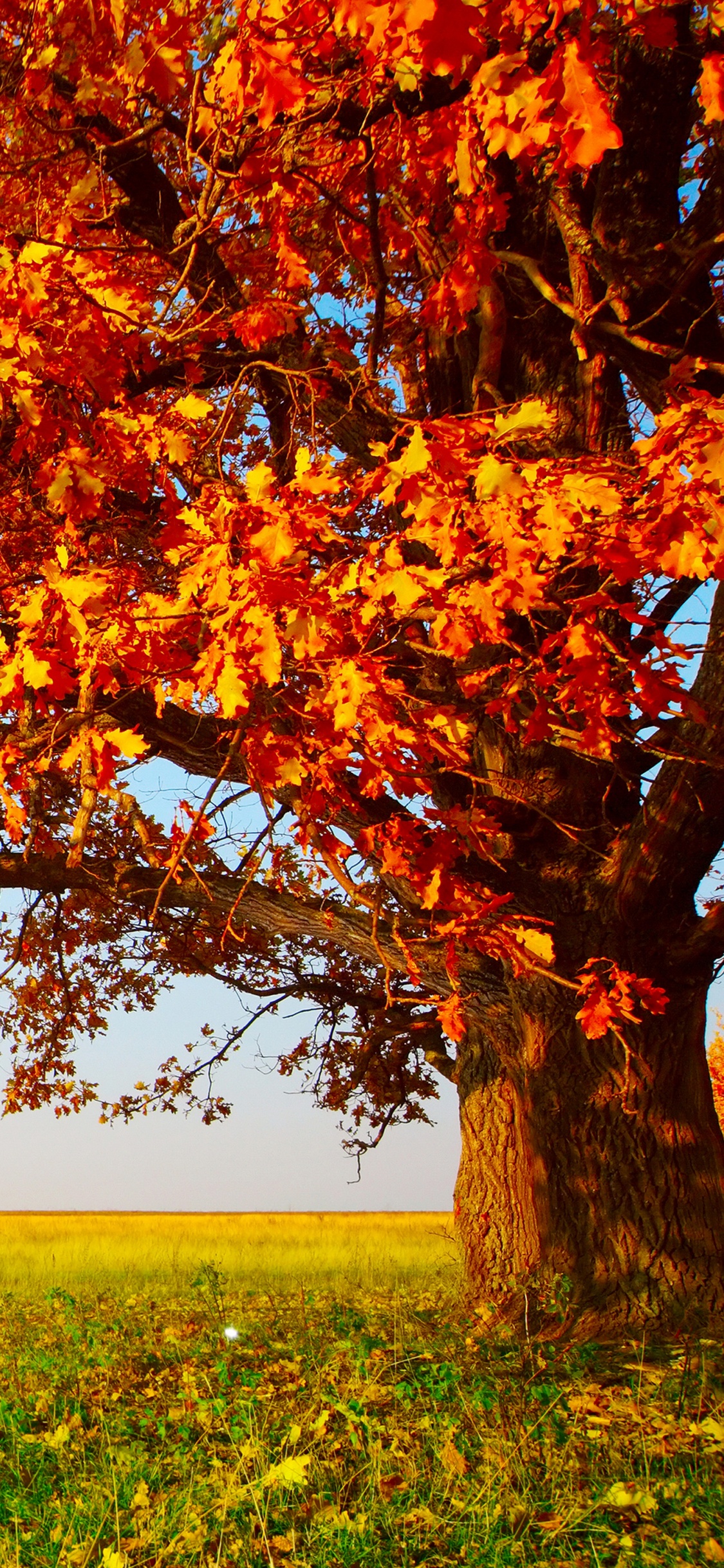 Brown Tree on Green Grass Field During Daytime. Wallpaper in 1125x2436 Resolution