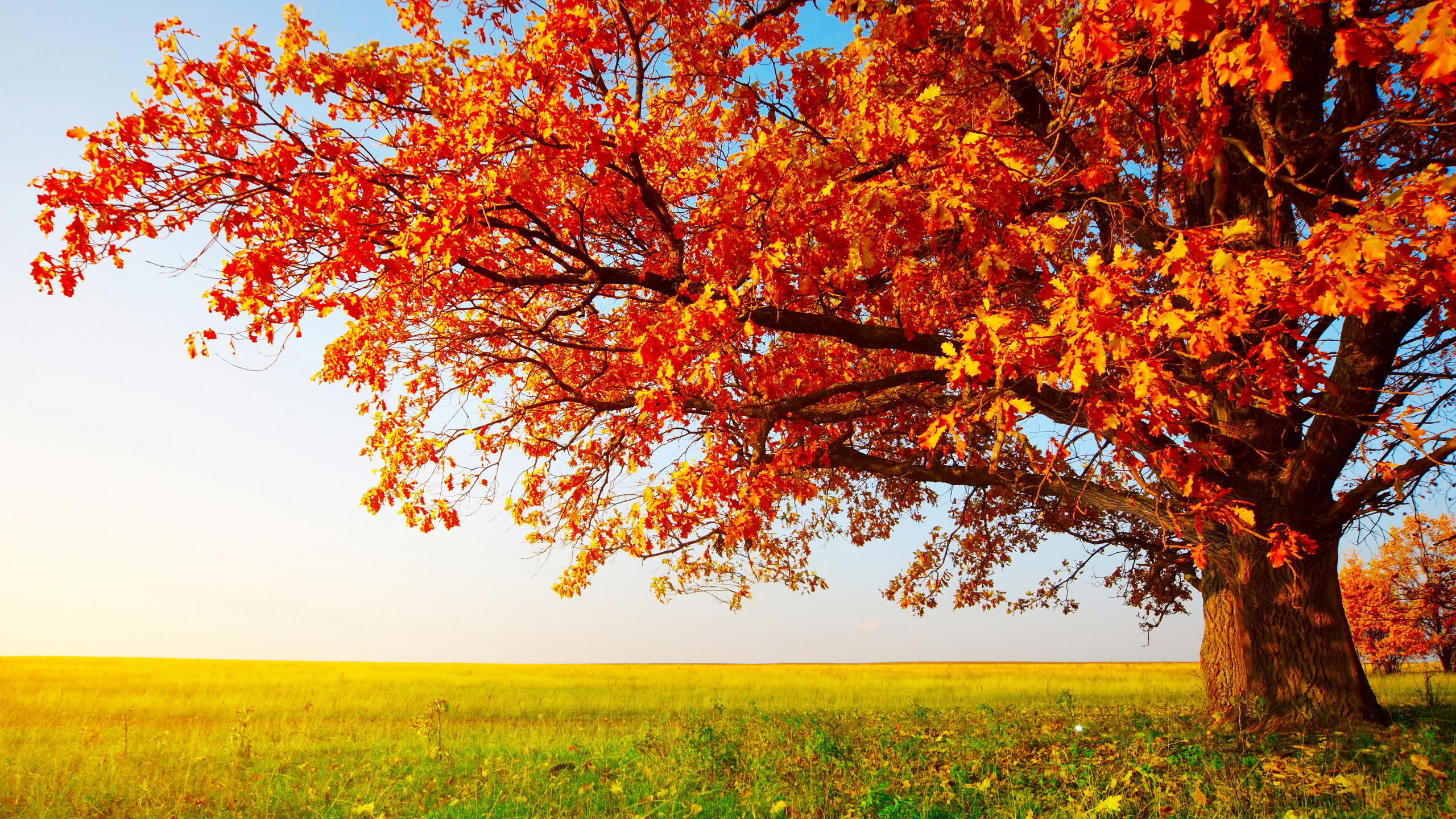 Brown Tree on Green Grass Field During Daytime. Wallpaper in 2560x1440 Resolution