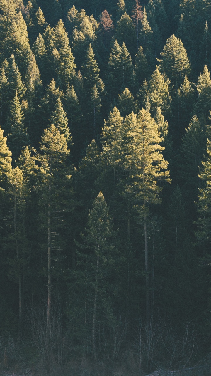 Árboles Verdes y Amarillos Durante el Día. Wallpaper in 720x1280 Resolution