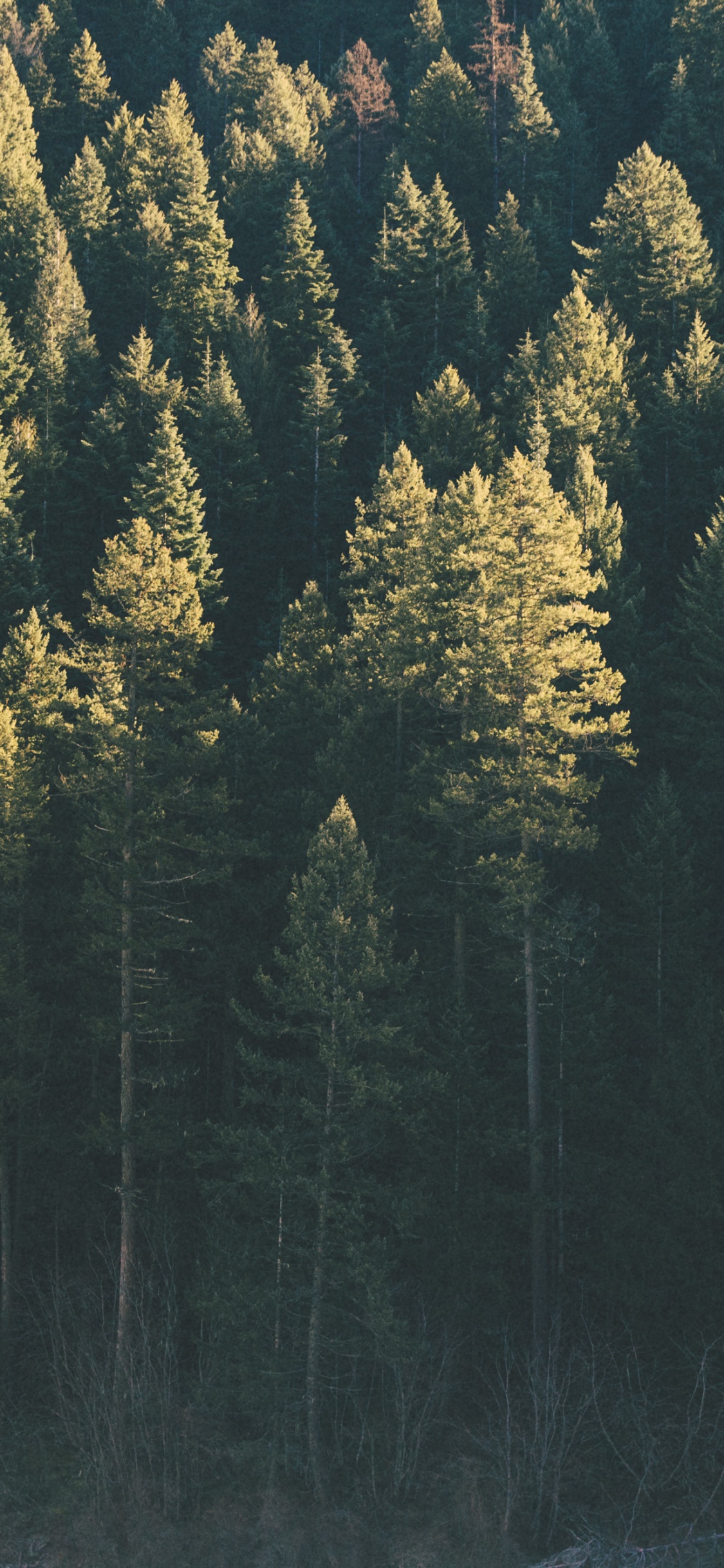 Green and Yellow Trees During Daytime. Wallpaper in 1125x2436 Resolution