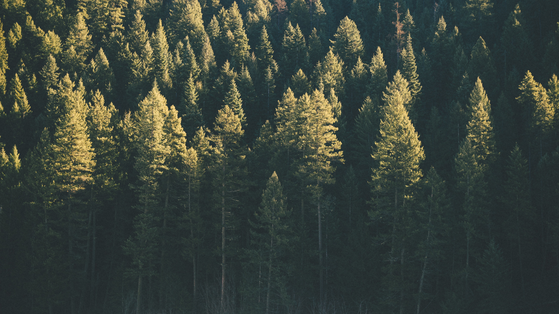 Green and Yellow Trees During Daytime. Wallpaper in 1920x1080 Resolution