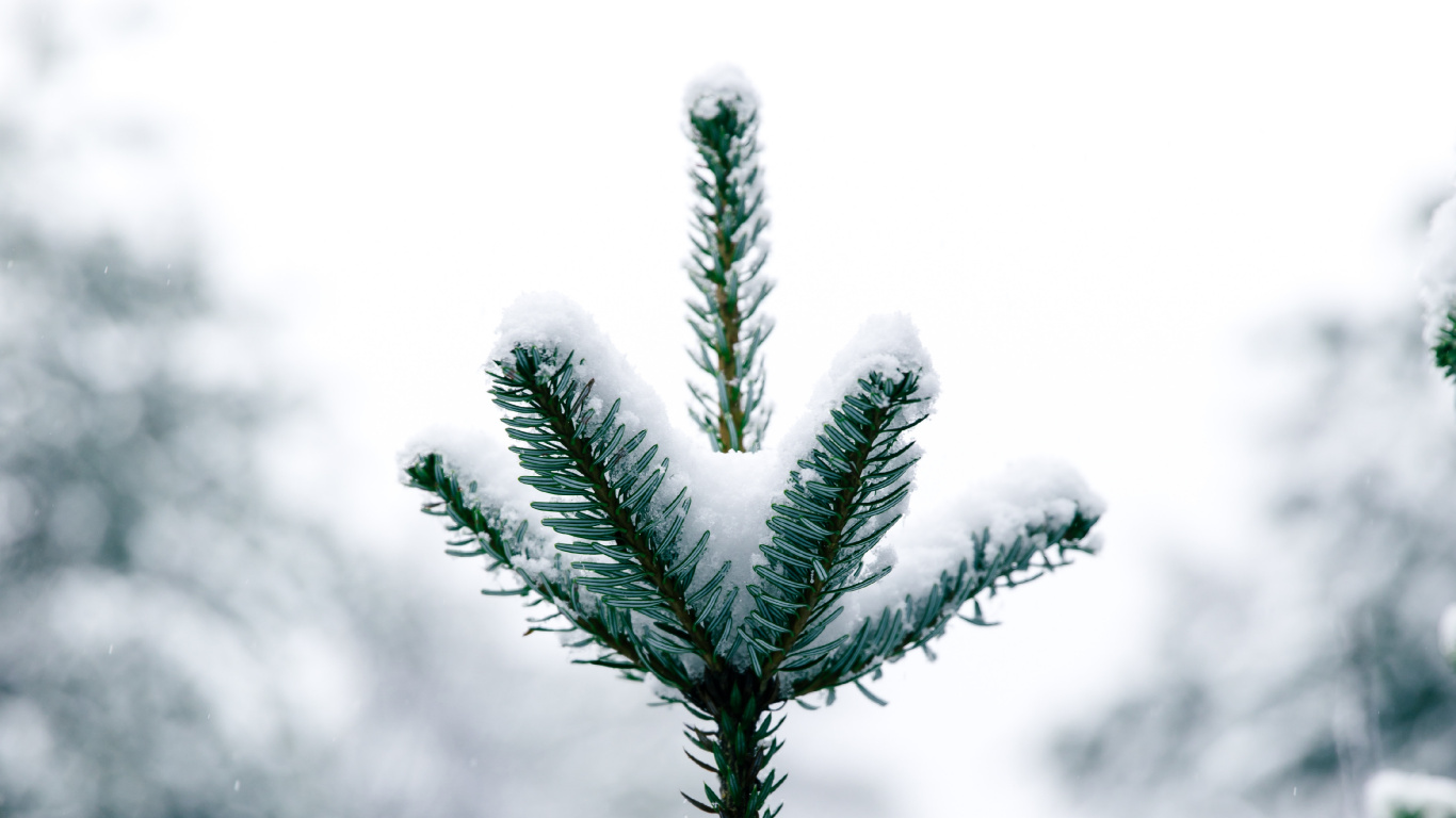 Pino, Canadiense Fir, Naturaleza, la Vegetación, Verde. Wallpaper in 1366x768 Resolution