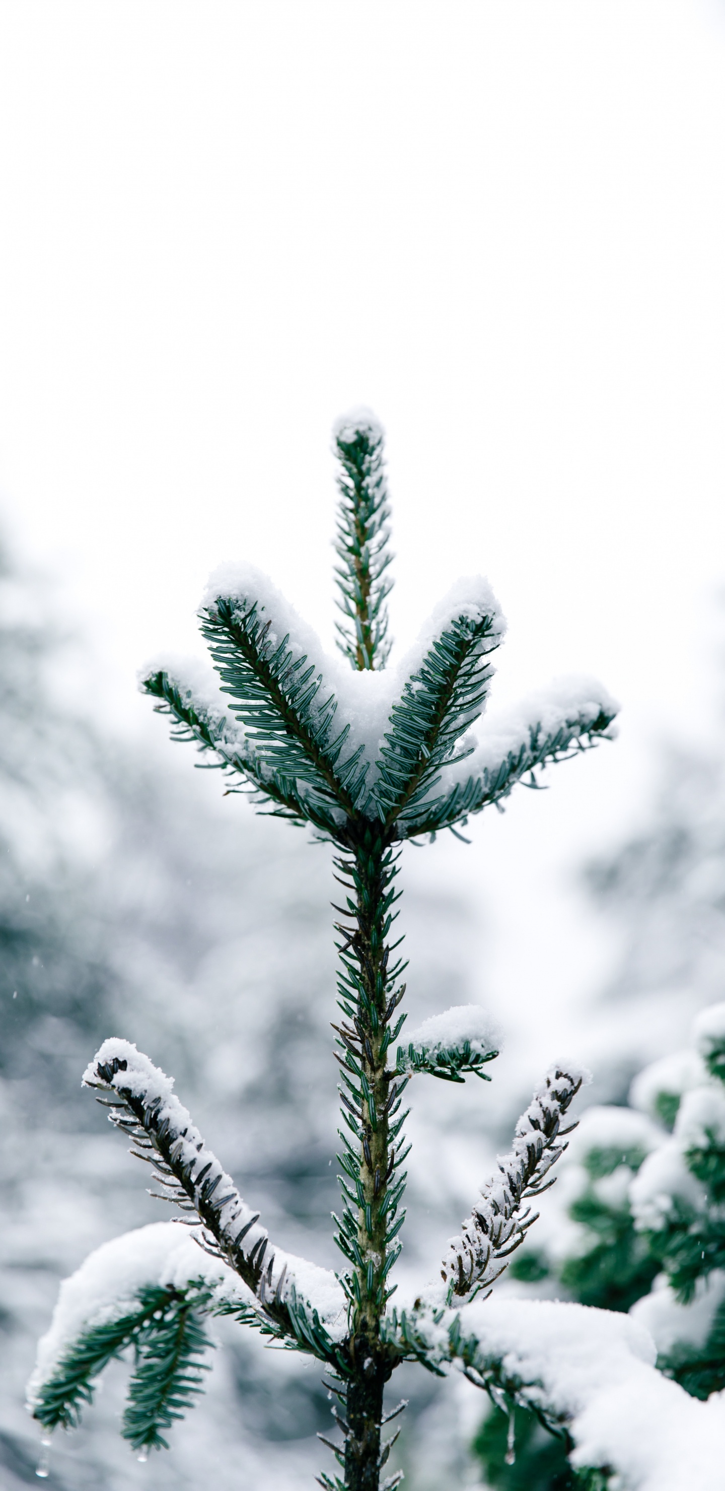 Pino, Canadiense Fir, Naturaleza, la Vegetación, Verde. Wallpaper in 1440x2960 Resolution