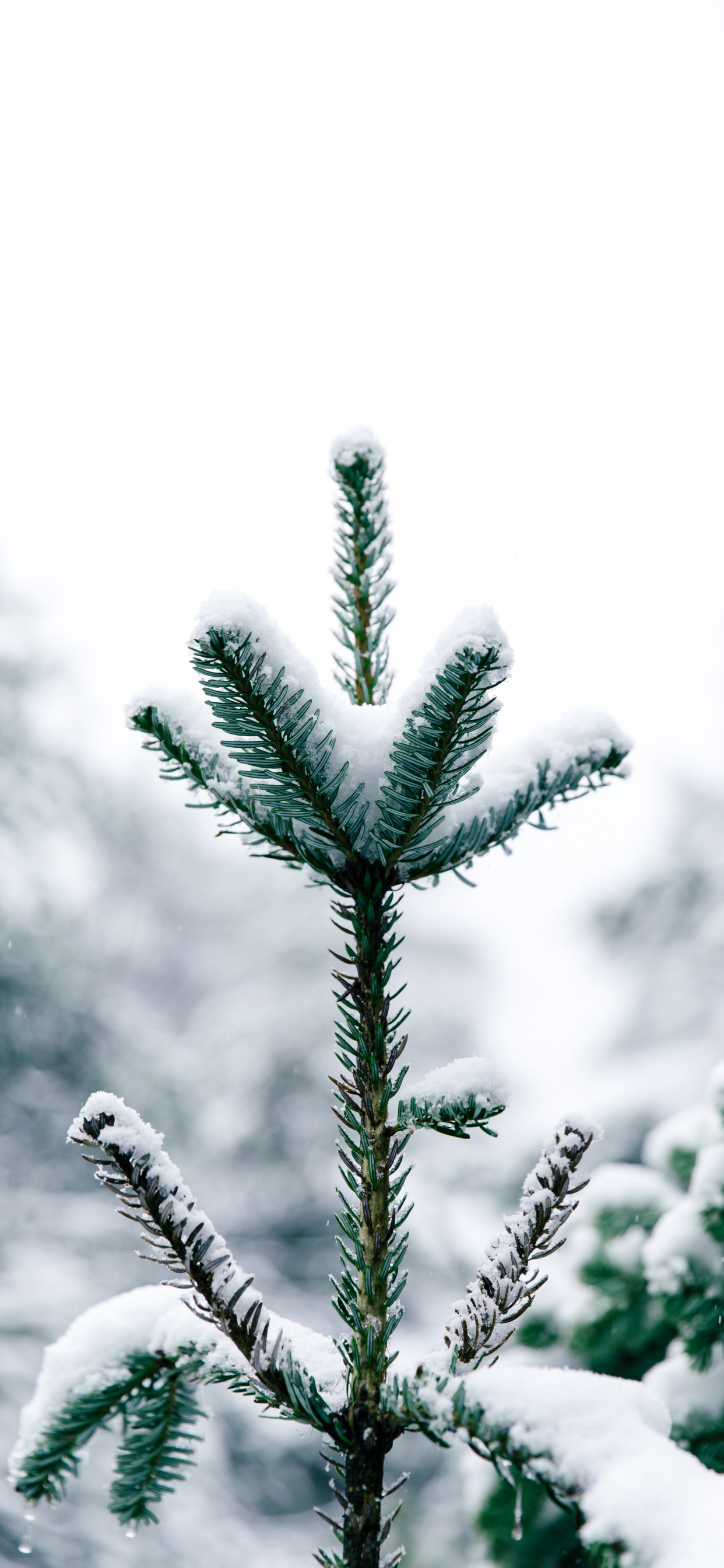 Pine, Tree, Canadian Fir, Nature, Vegetation. Wallpaper in 1242x2688 Resolution