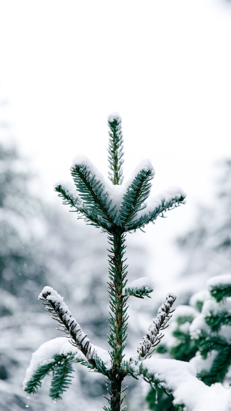 Pine, Tree, Canadian Fir, Nature, Vegetation. Wallpaper in 750x1334 Resolution
