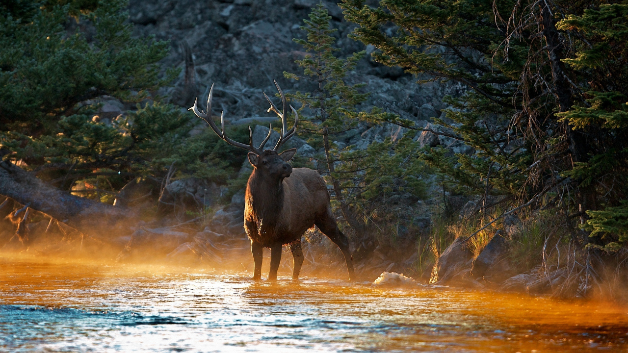 Brown Moose on Brown Grass Field During Daytime. Wallpaper in 1280x720 Resolution